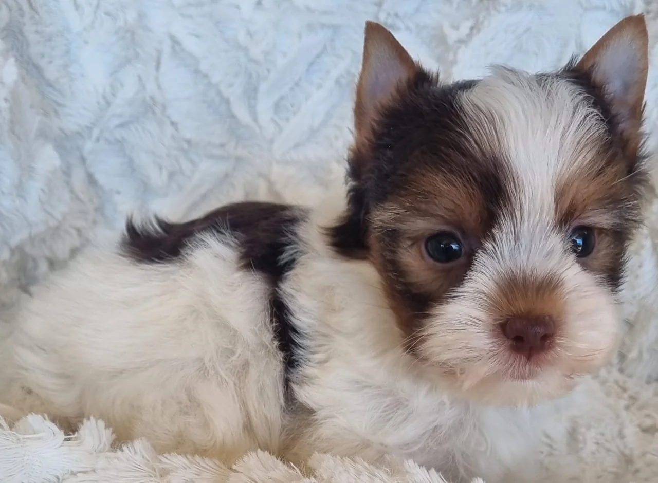MIKUL is a Miniature Biro Male puppy available for R5000