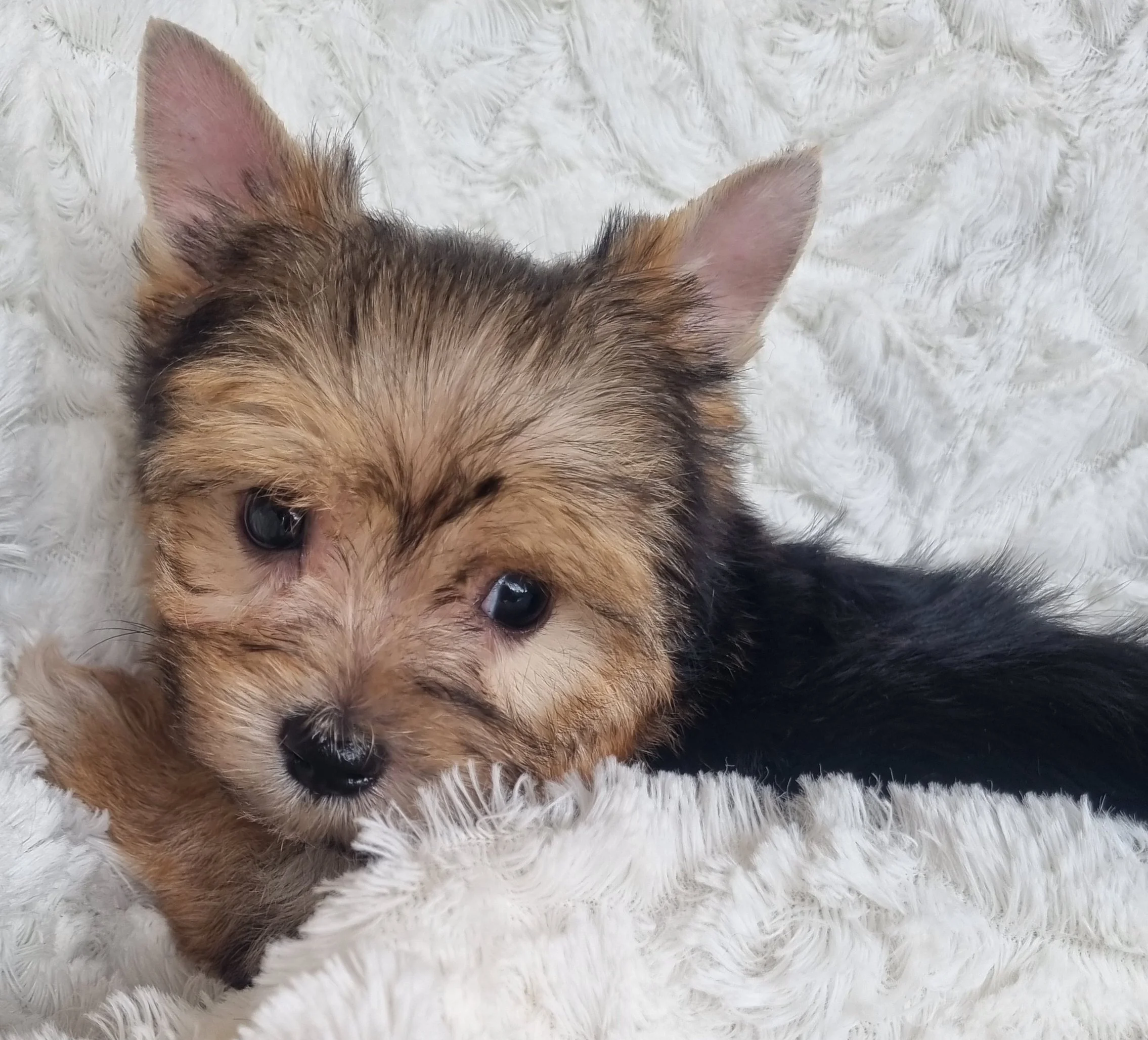 WAYNE is a miniature size male puppy. Available for R 4500.