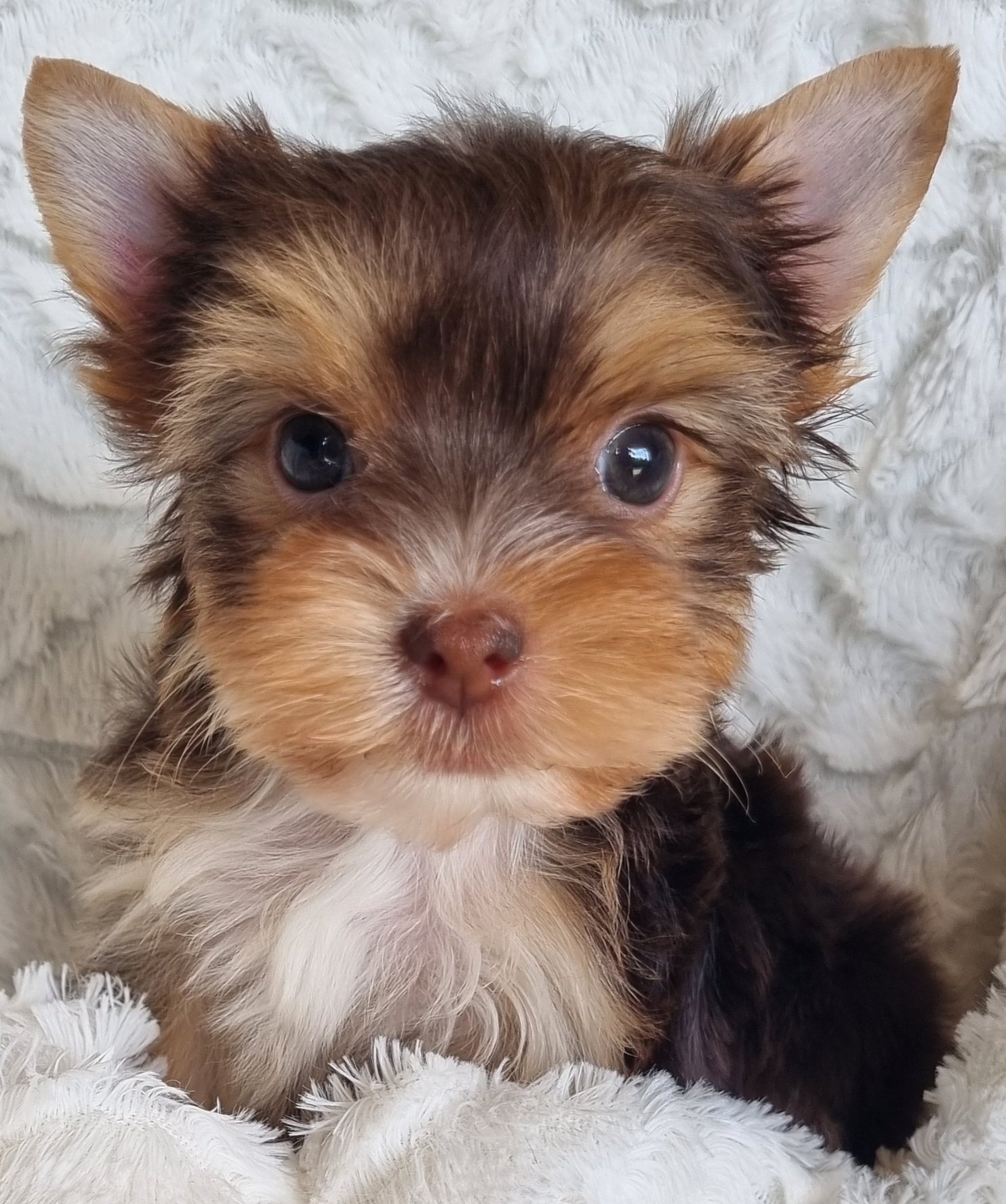 SALOMEA is a miniature size chocolate female puppy. Available for R 6000.