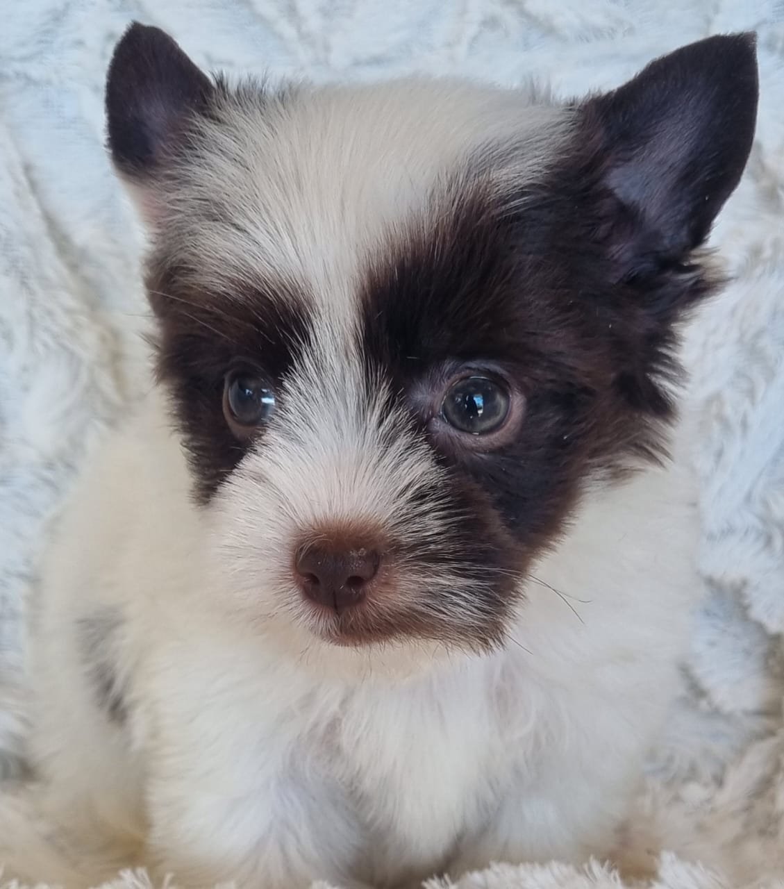 MACI is a Miniature Biro Female puppy available for R7000