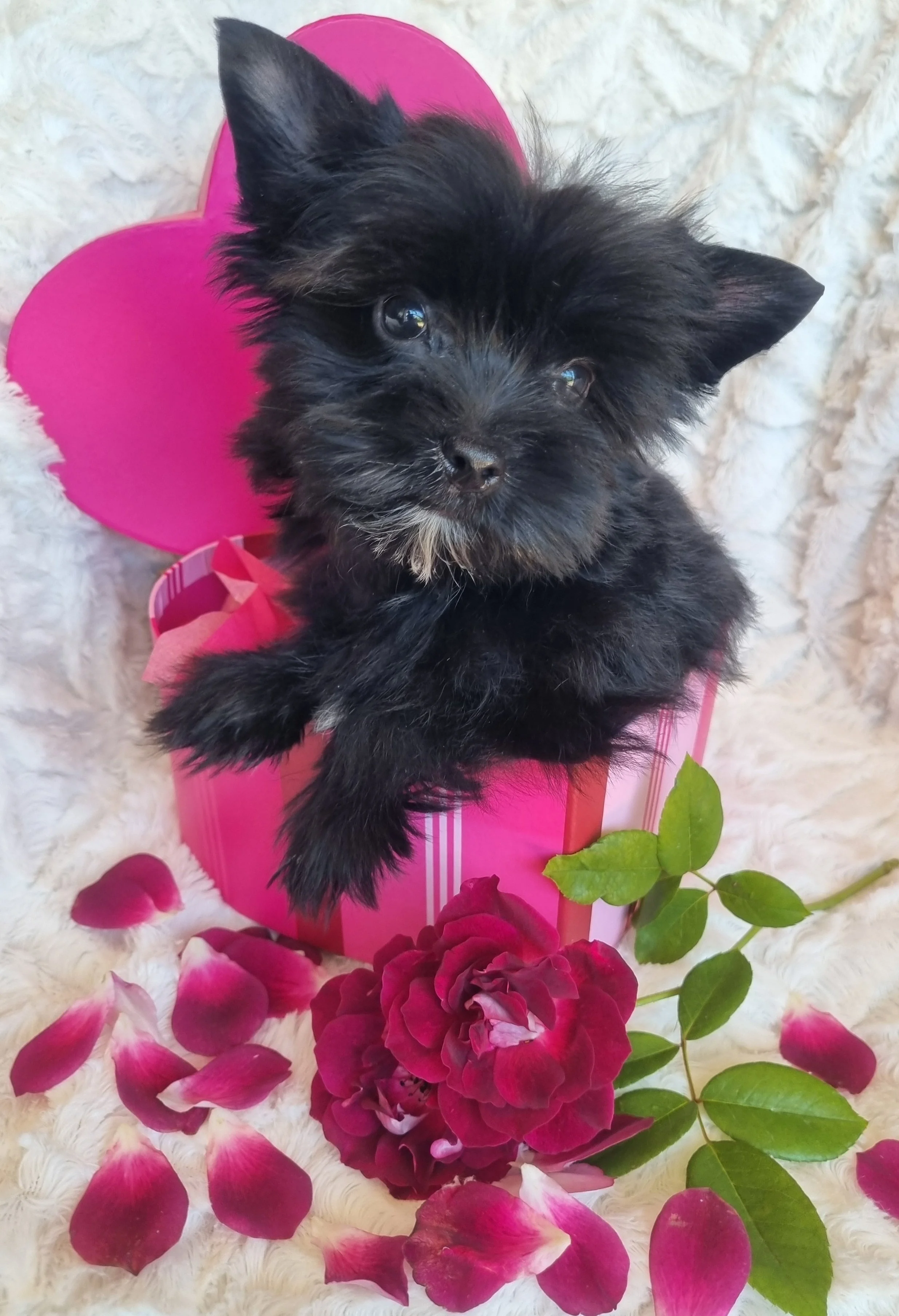 TAWNY is a pocket Coal Black female puppy, 12 weeks old. Valentines SPECIAL R6000
