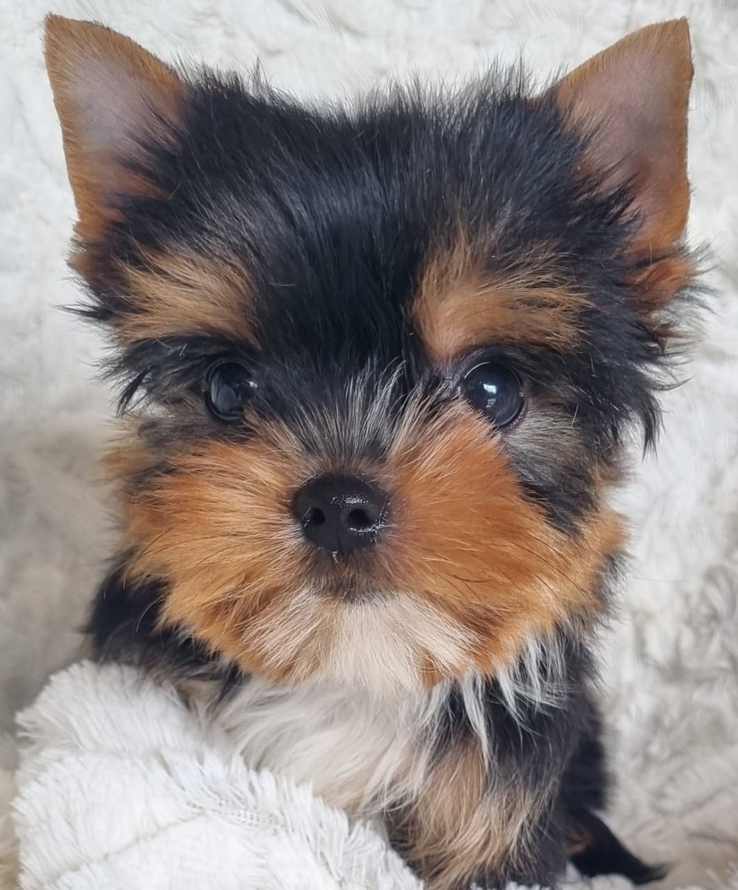 CARLY is a pocket female puppy available for R7500