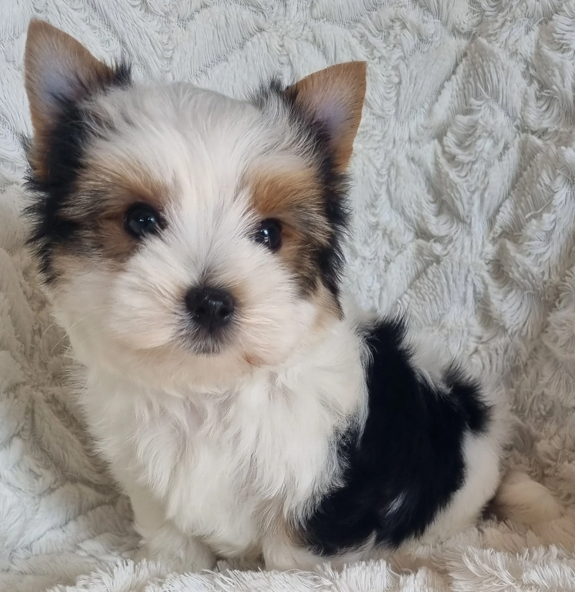 TAFFY is a miniature Biewer Yorkie male puppy. Available for R 5000.
