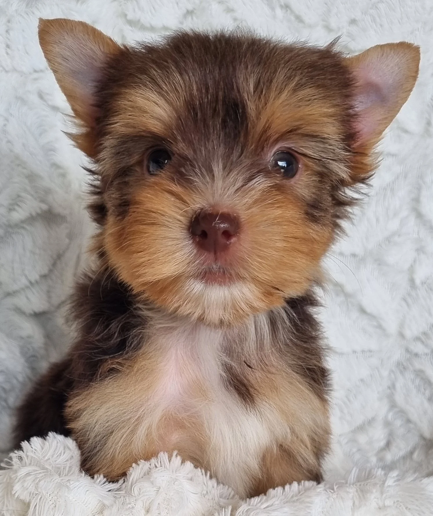 SHANIKA is a miniature size chocolate female puppy. Available for R 6000.