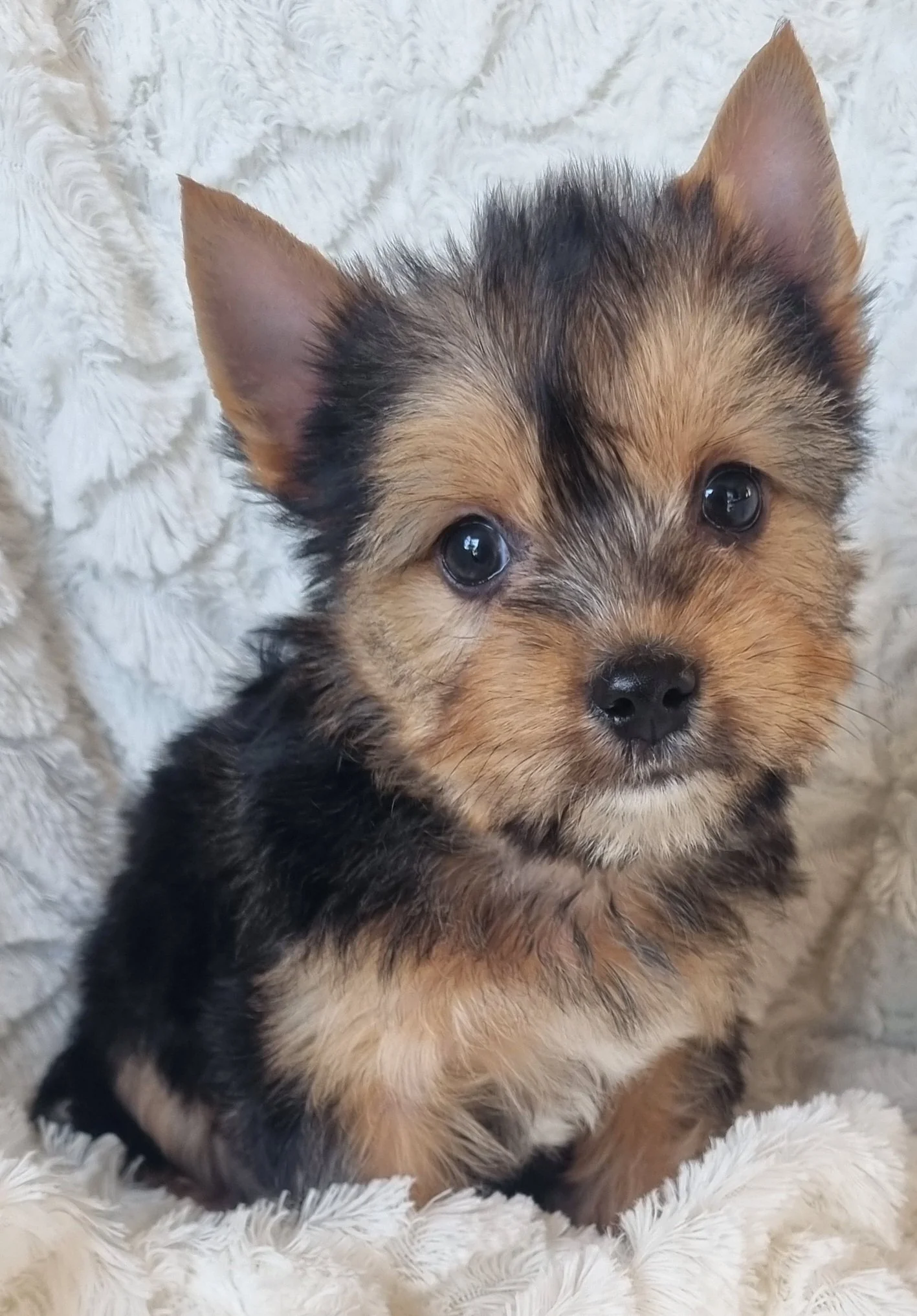 SABLE is a standard size Sable Yorkie male puppy. Available for R 3500