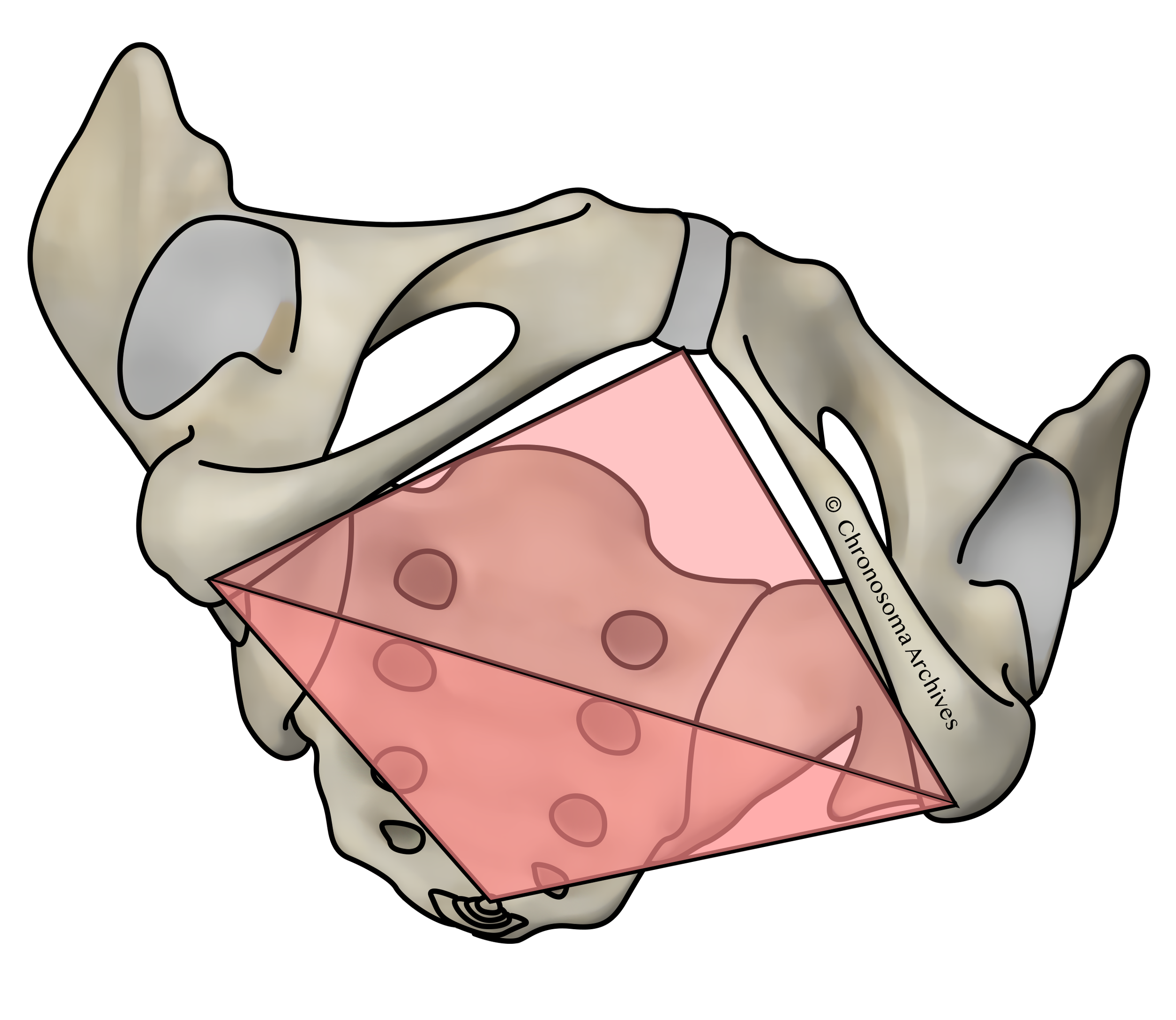Anterior and posterior triangles S.png