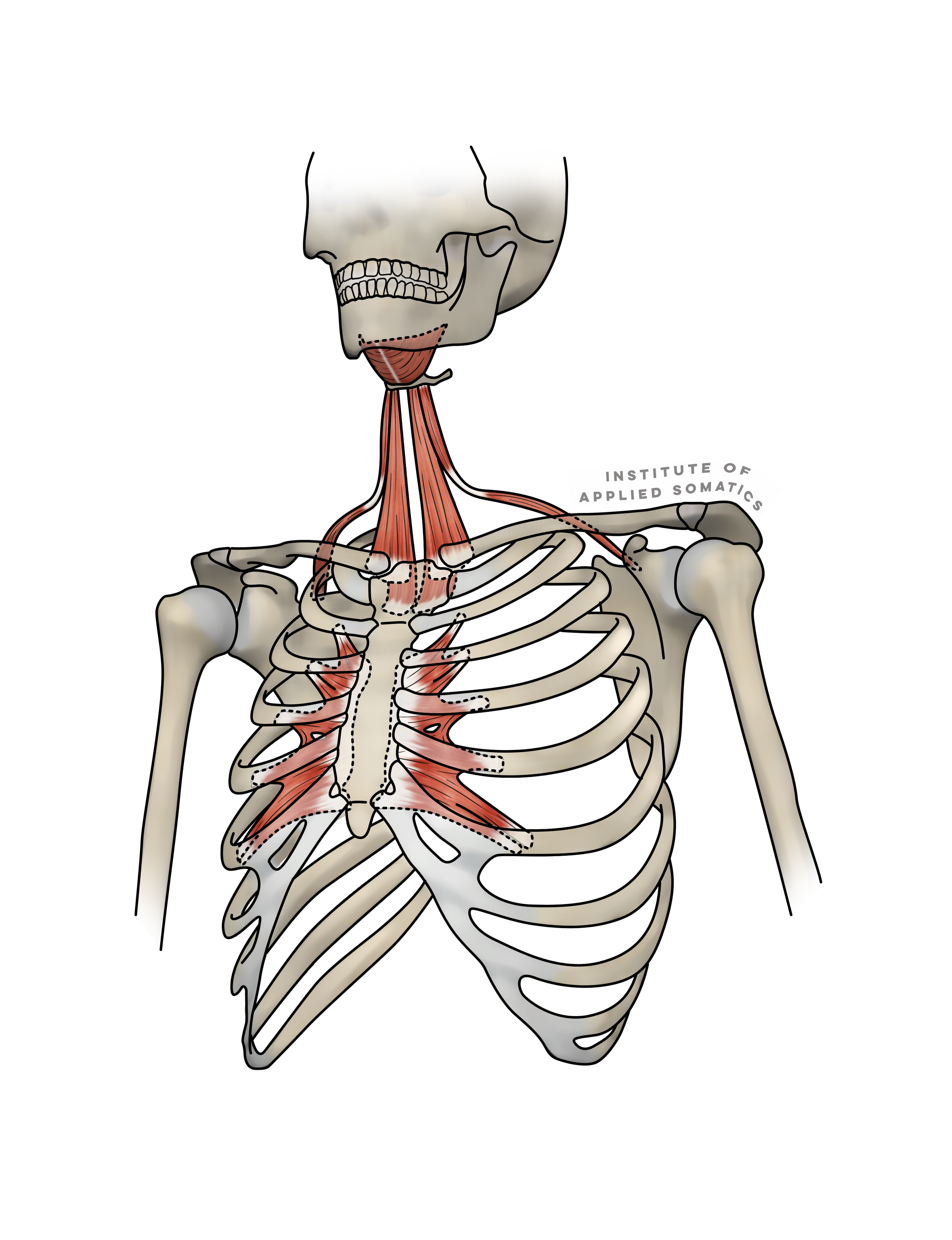 Jaw To Ribcage Transparent_S.png