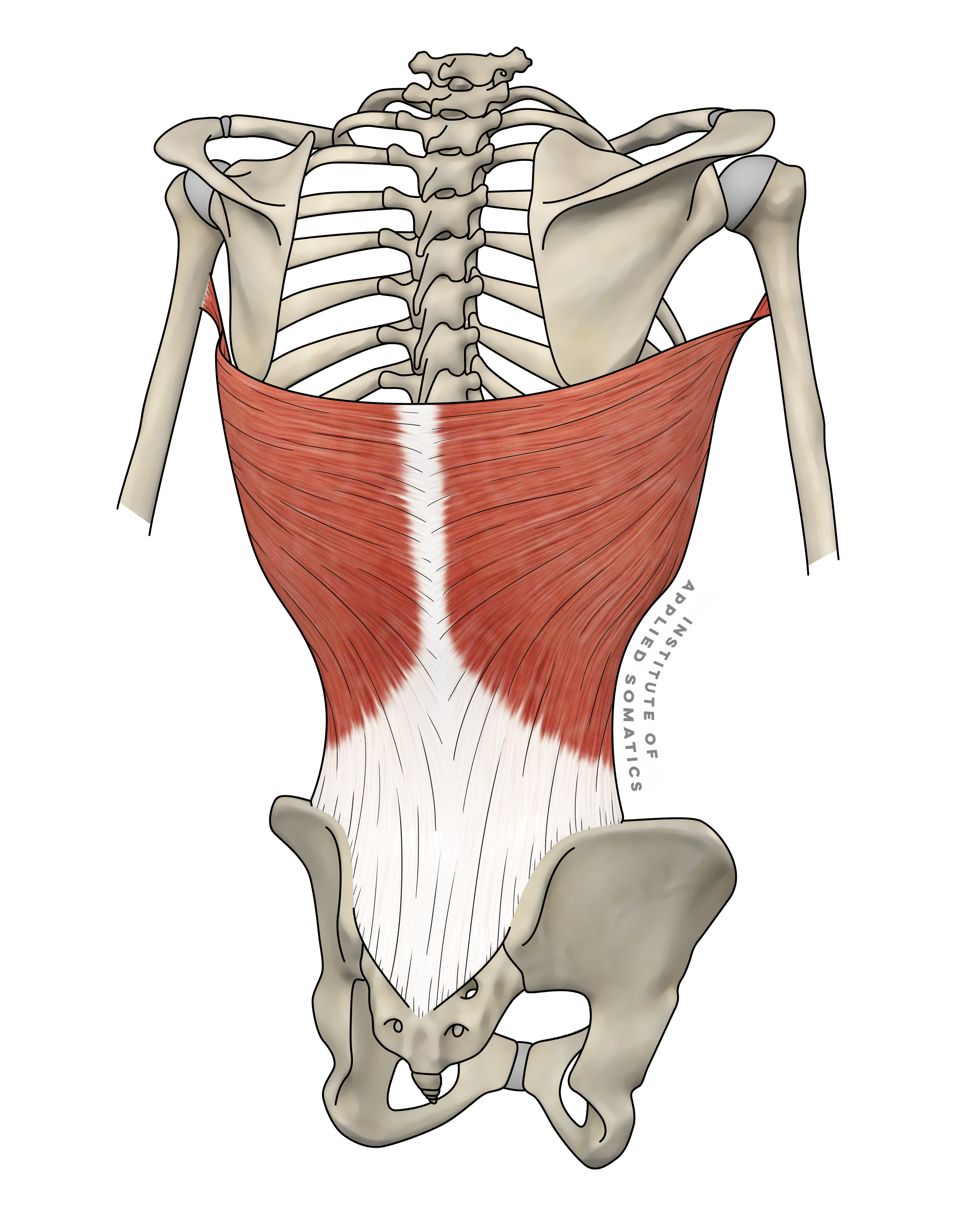 LatissimusDorsi.png