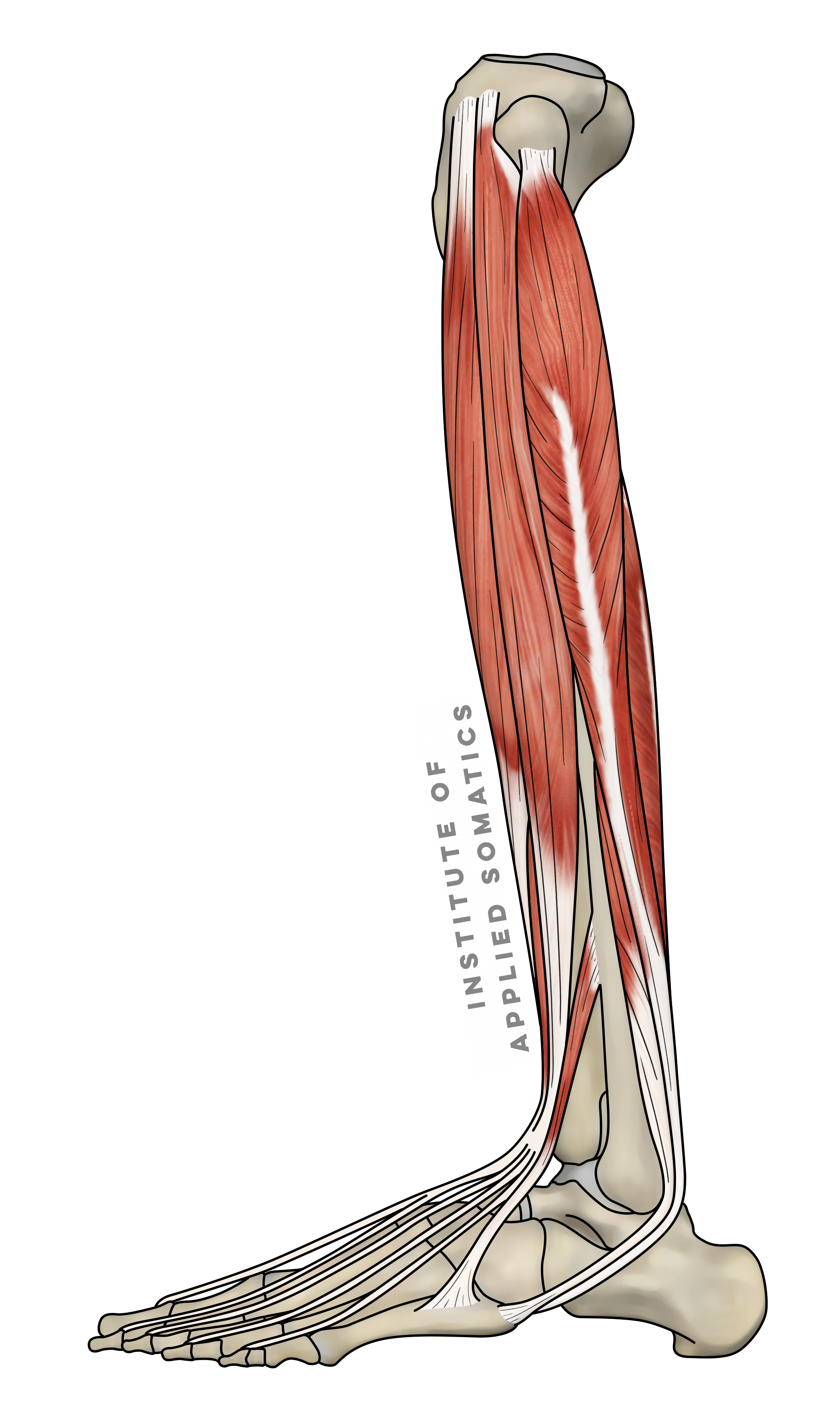 Leg To Foot External View.png