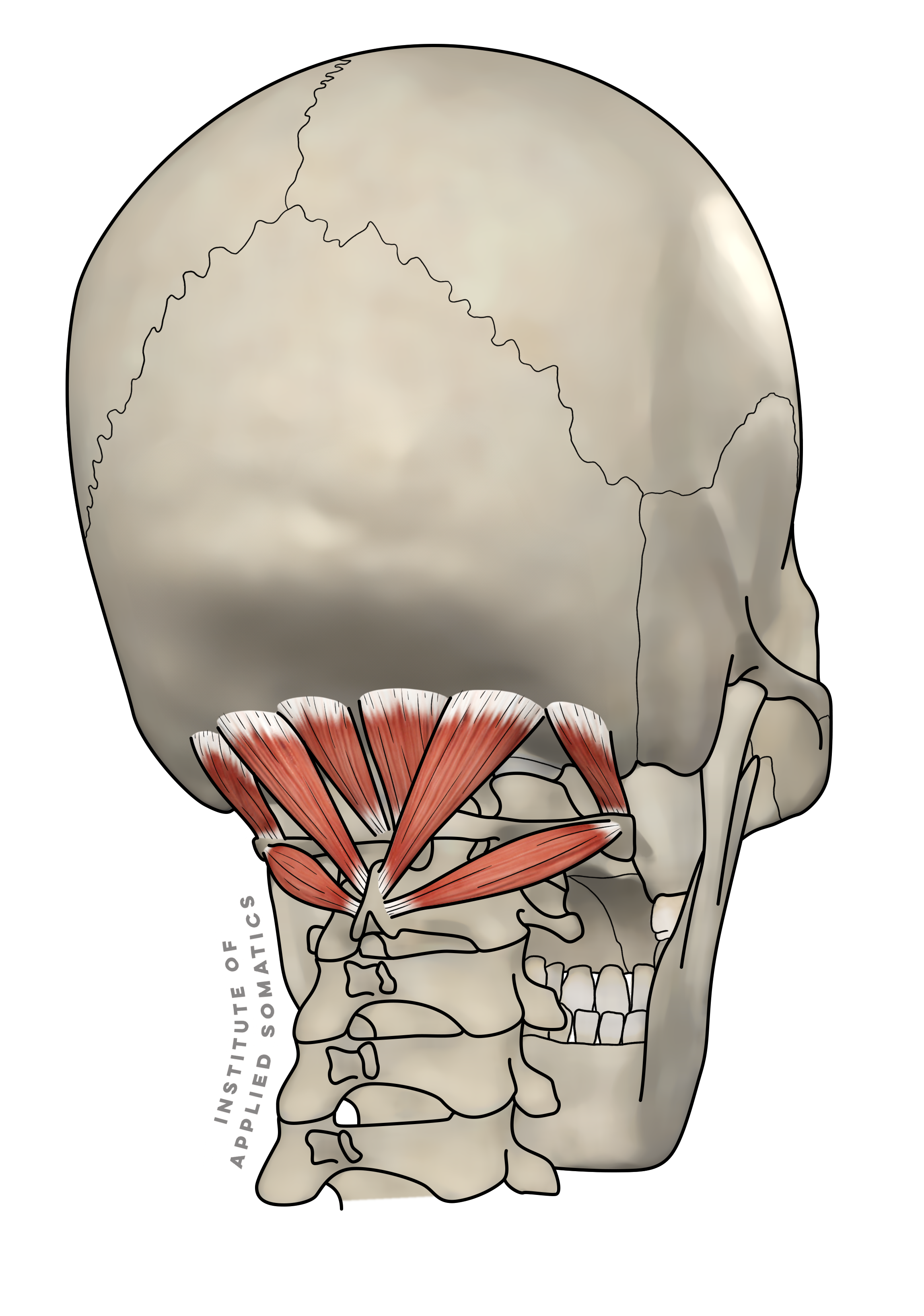 Rectus And Obliquus_S.png