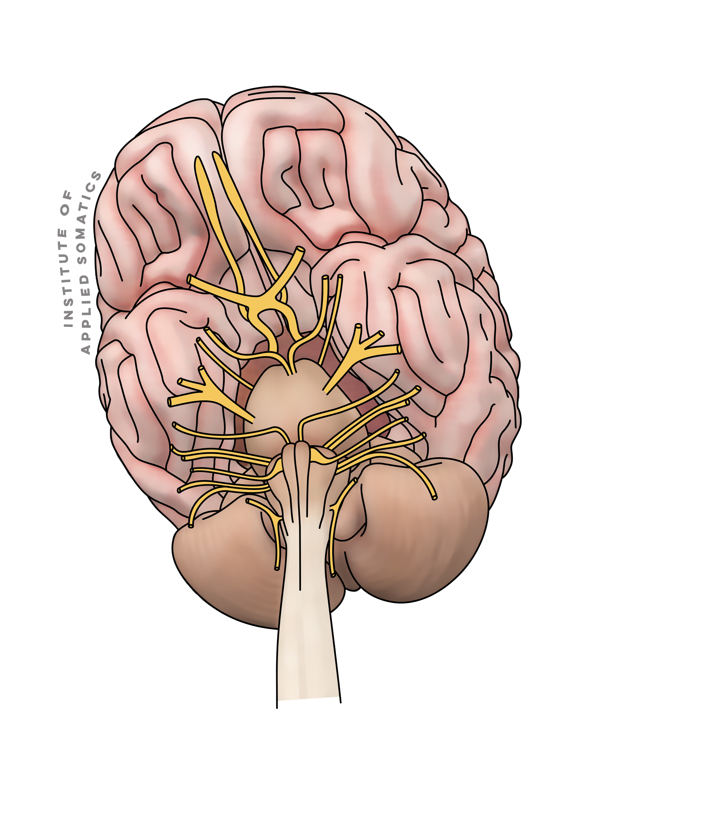 Cranial Nerves No Names.png