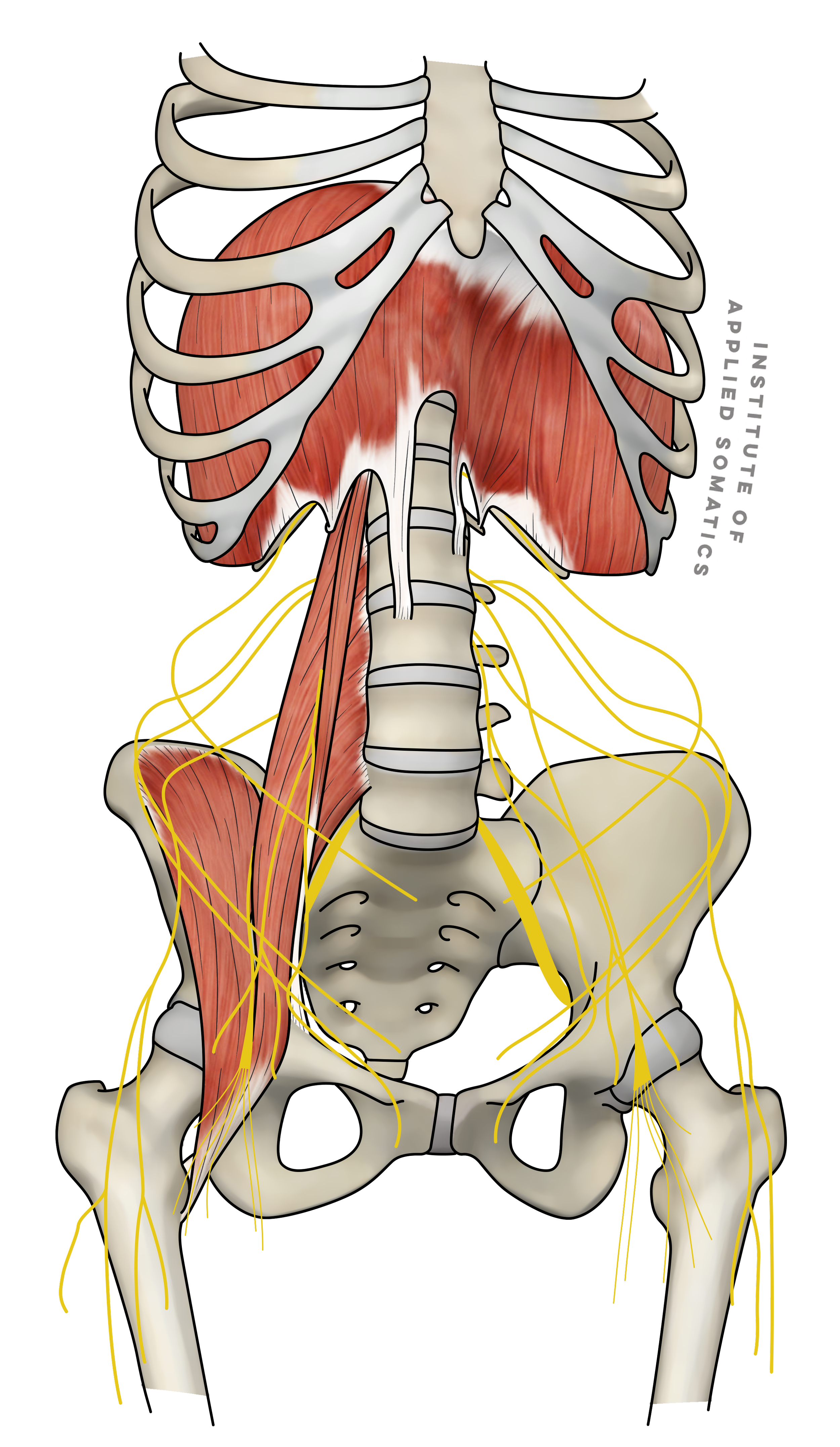 Psoas and Diaphgragm With Lumbar Plexus_S.png