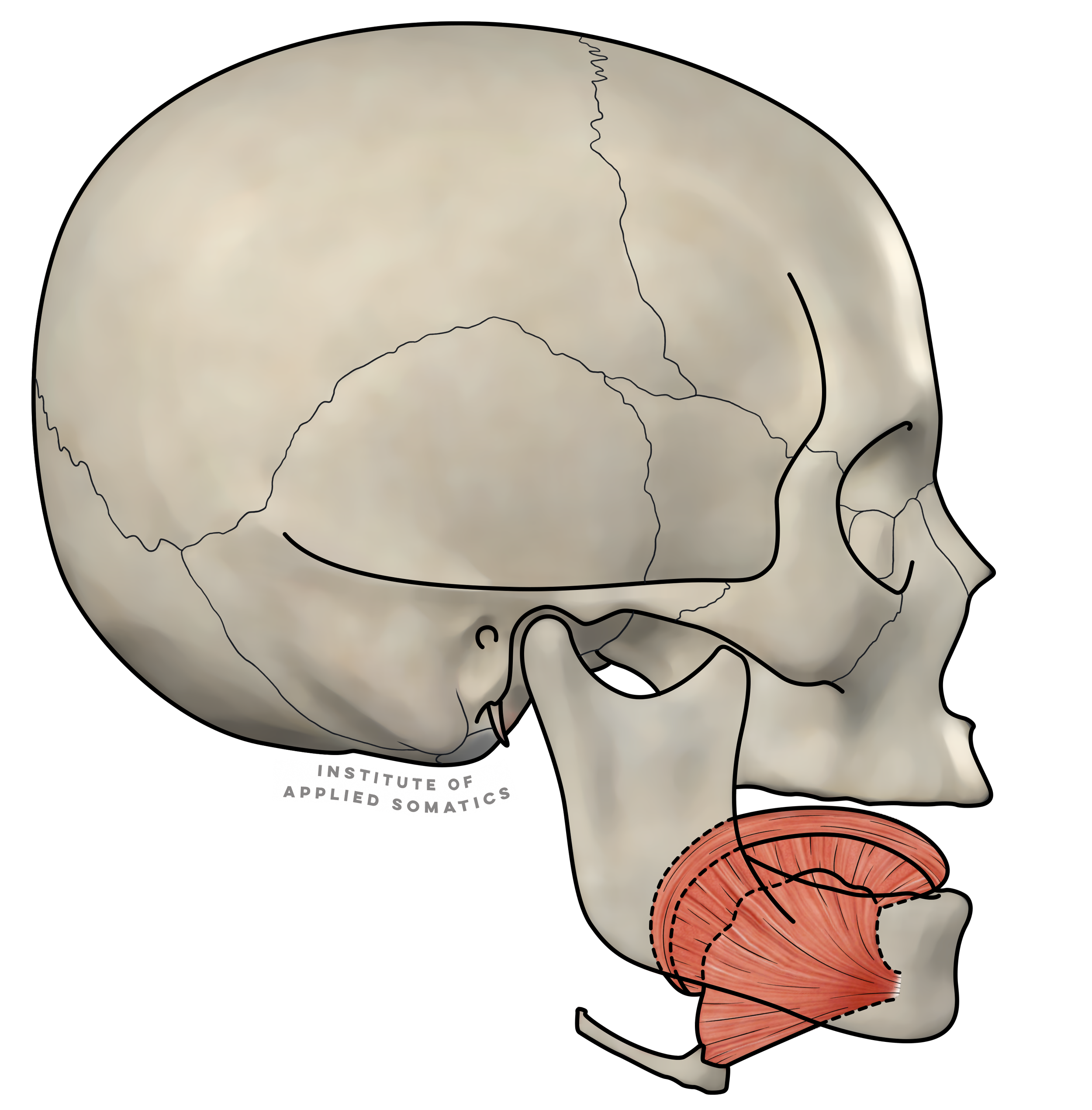 Intrinsic Tongue Muscles.png