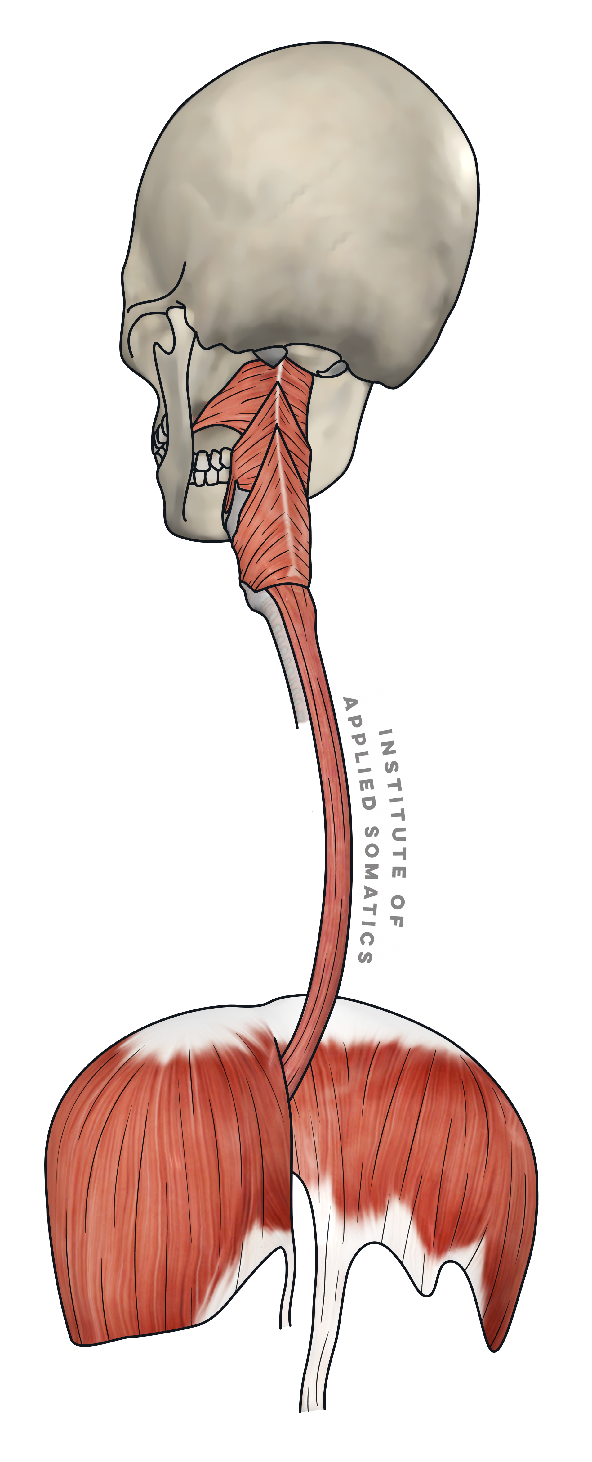 Mouth To Diaphragm.png