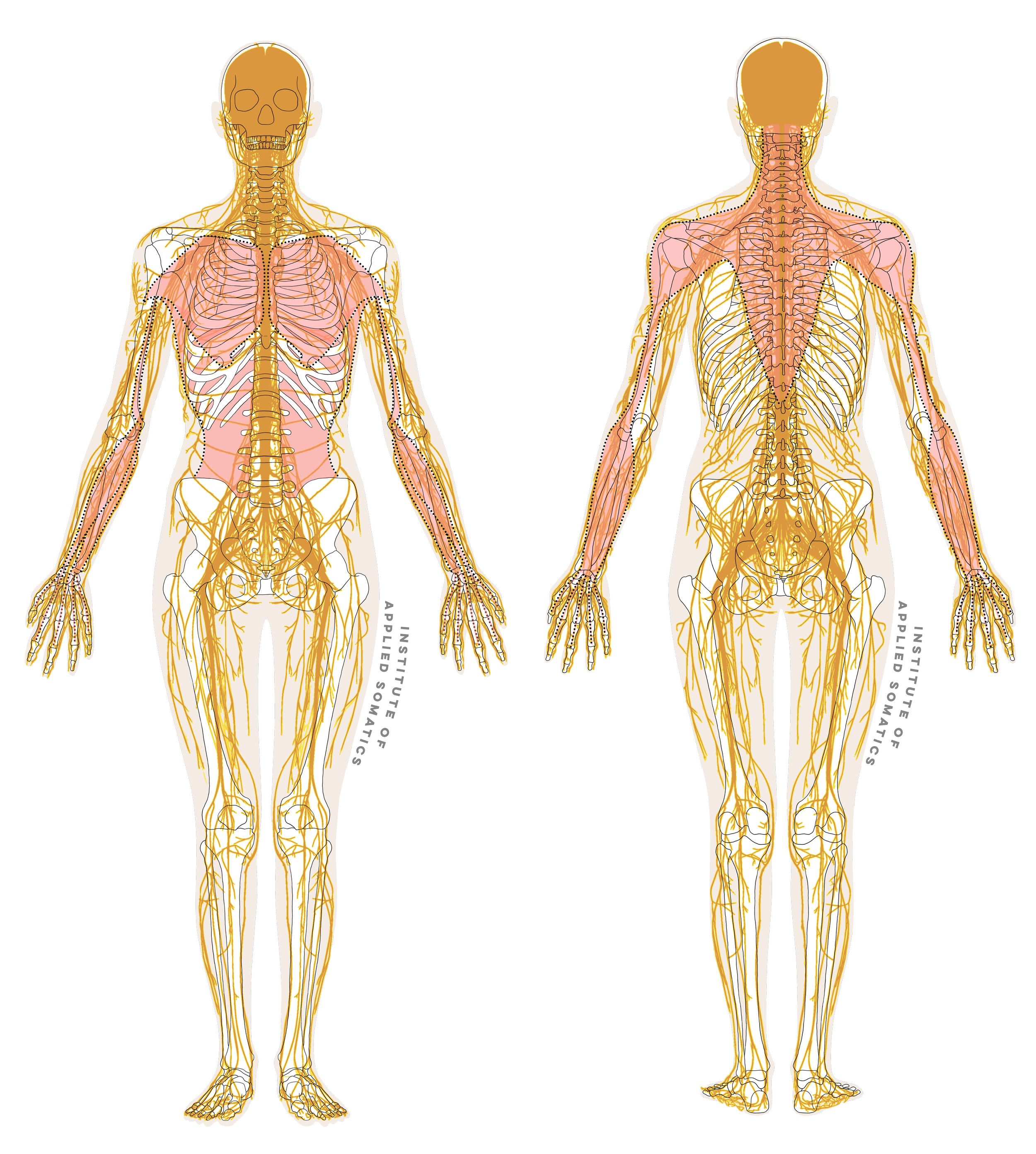 Arm Fascia Plus Nerves.png