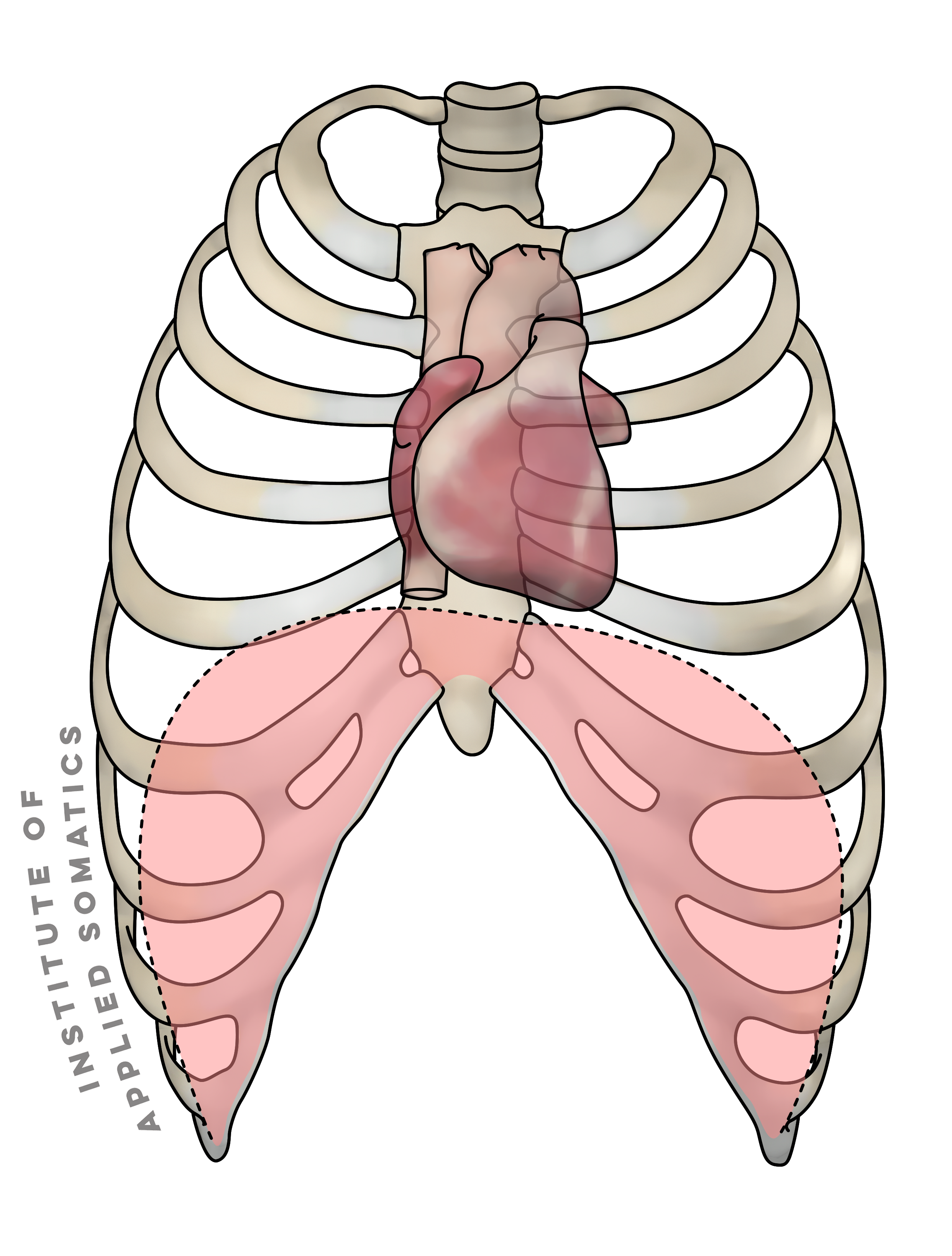 Diafragm Relaxed Heart_S.png