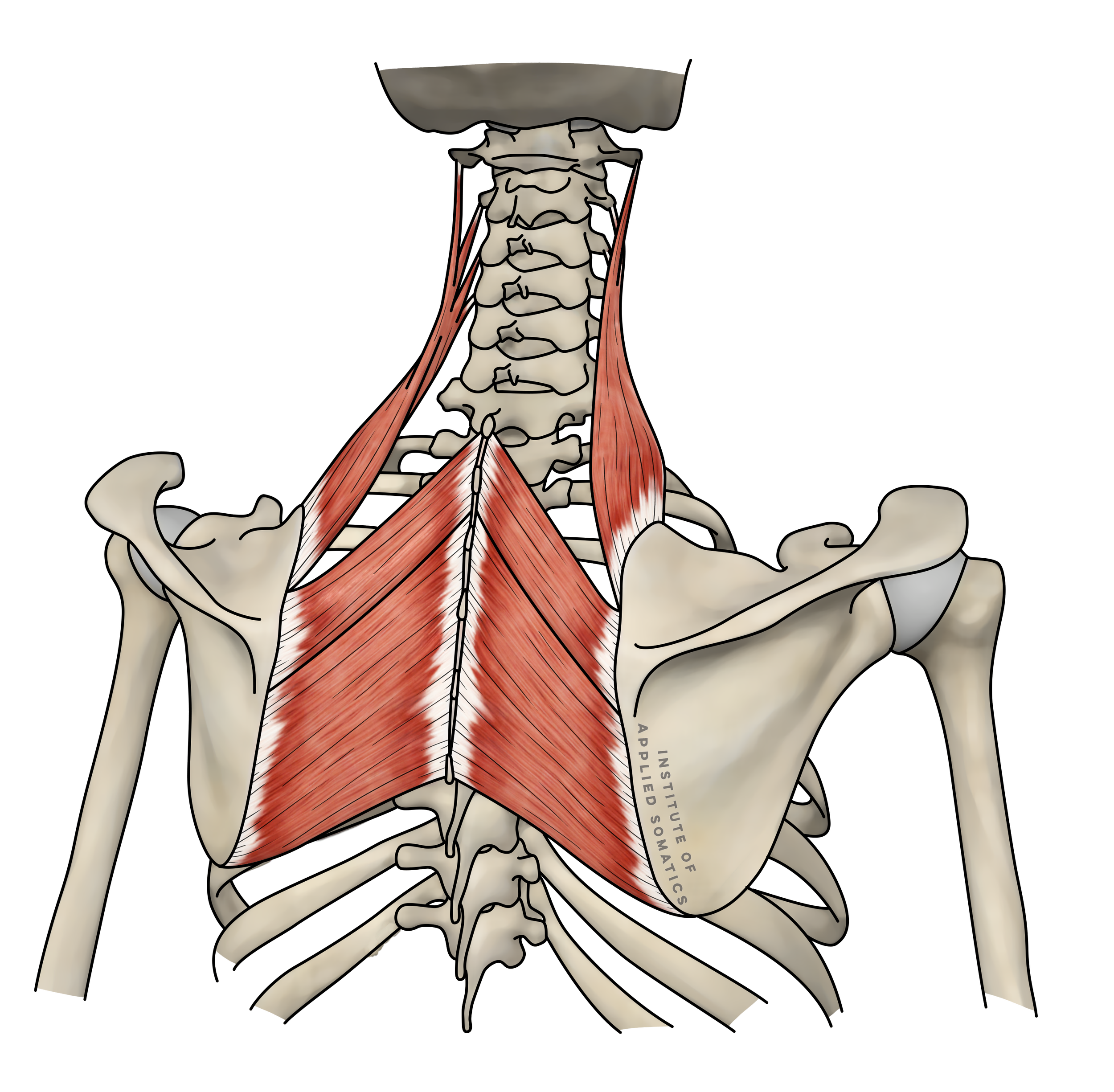 Levator Scauplae.png