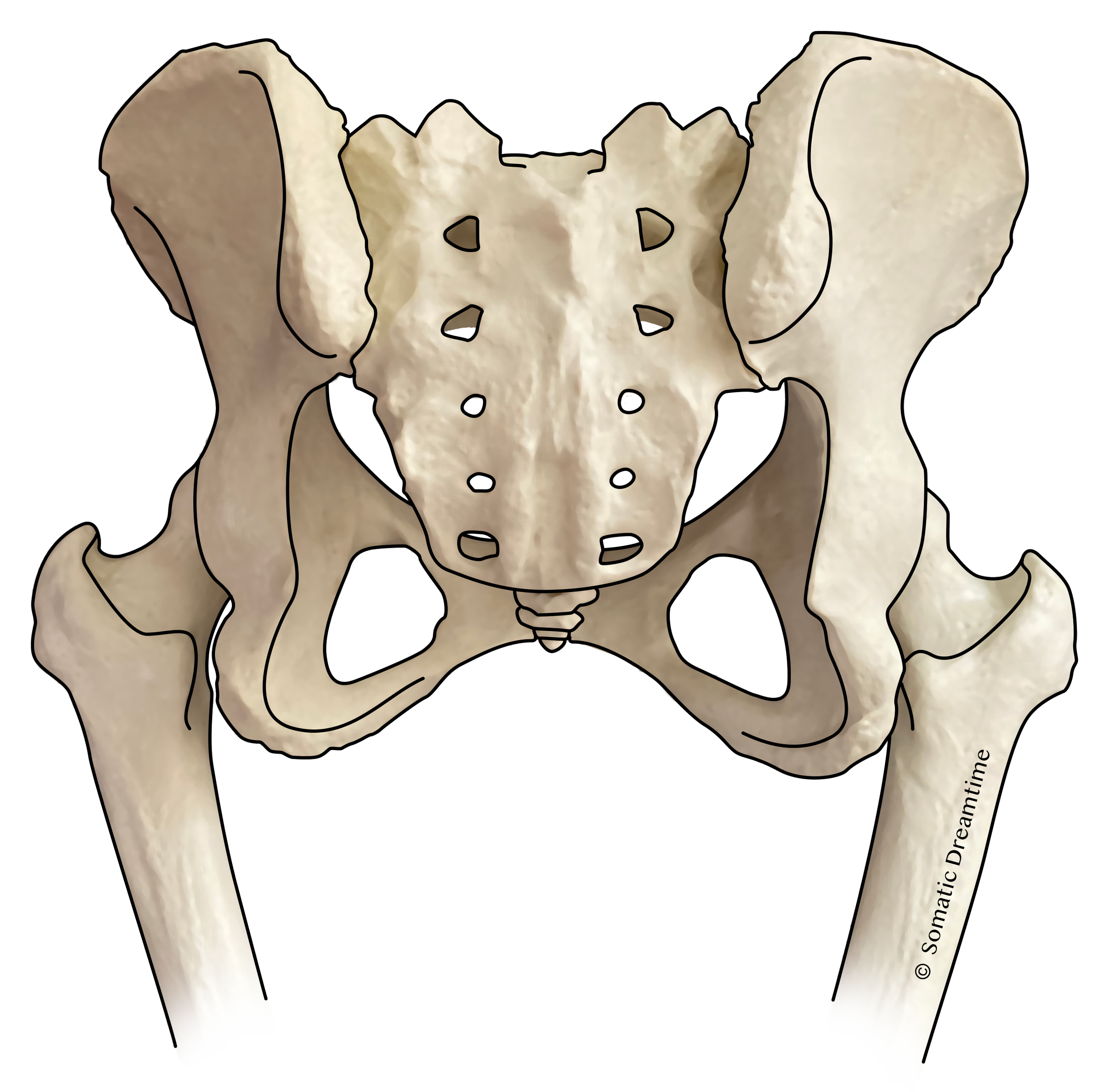 Pelvis female back view shaded.png