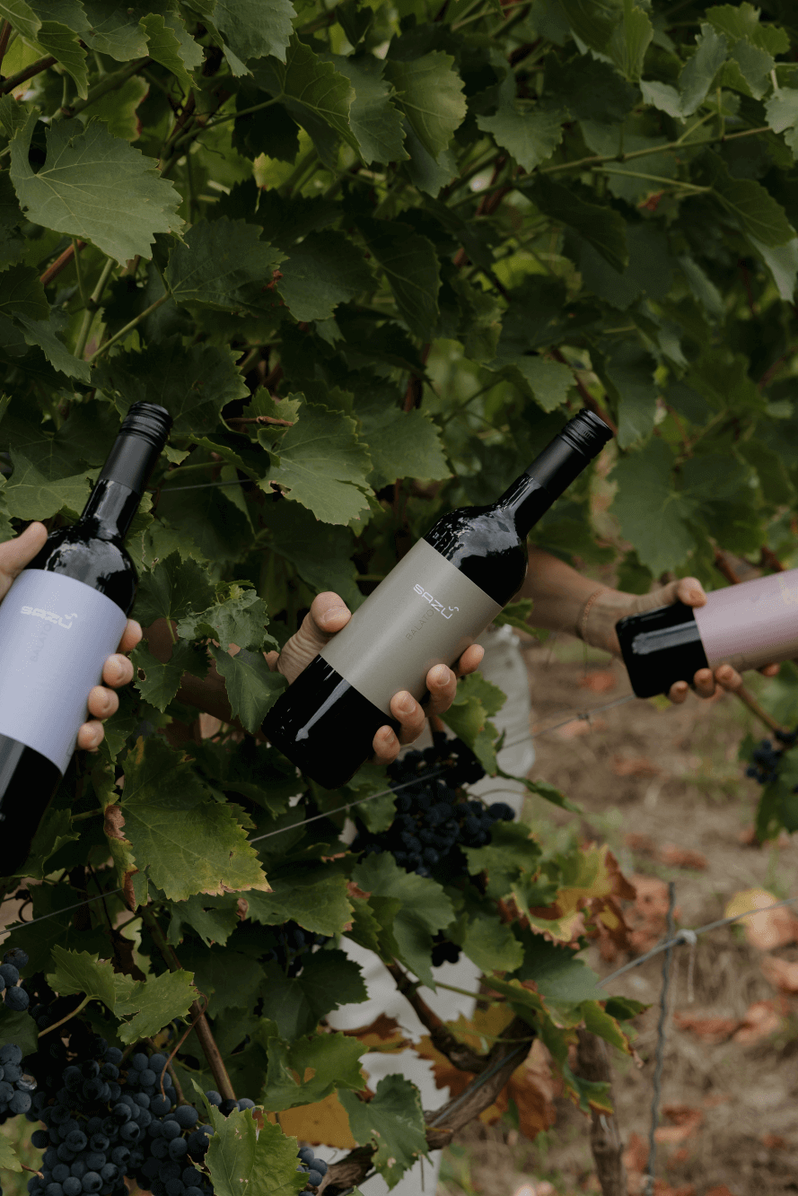 sazu_wines_mindszentkálla.png
