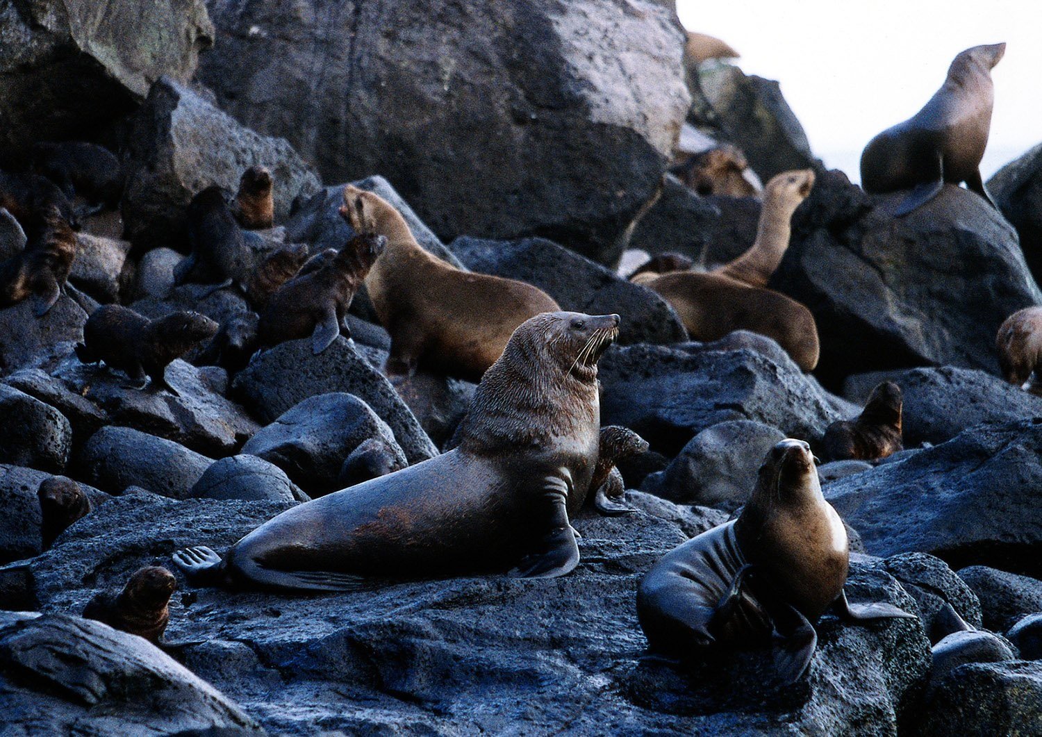 LadyJuliaPercySeals.jpg
