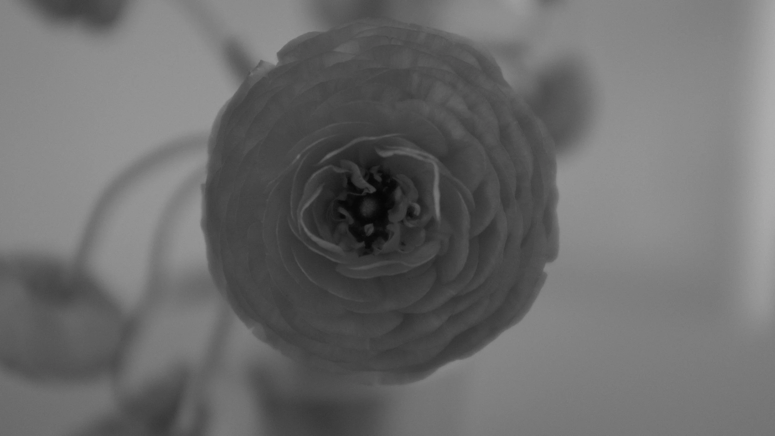  VALMUE NR 1. 2020 FOTO PÅ PAPIR 50X90CM 