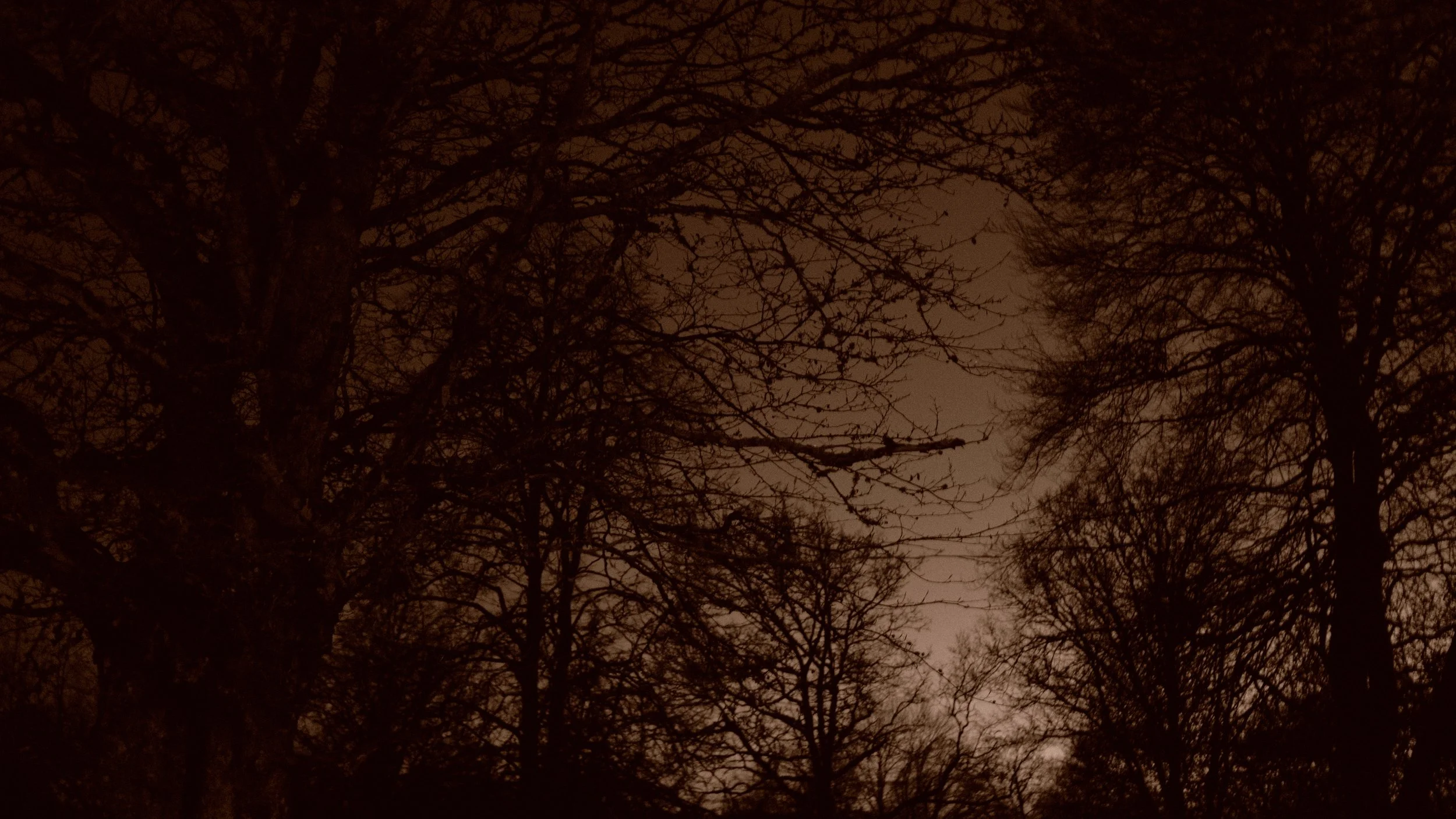  TOMMARYD NAT NR 1. 2020 FOTO PÅ PAPIR 50X90CM 