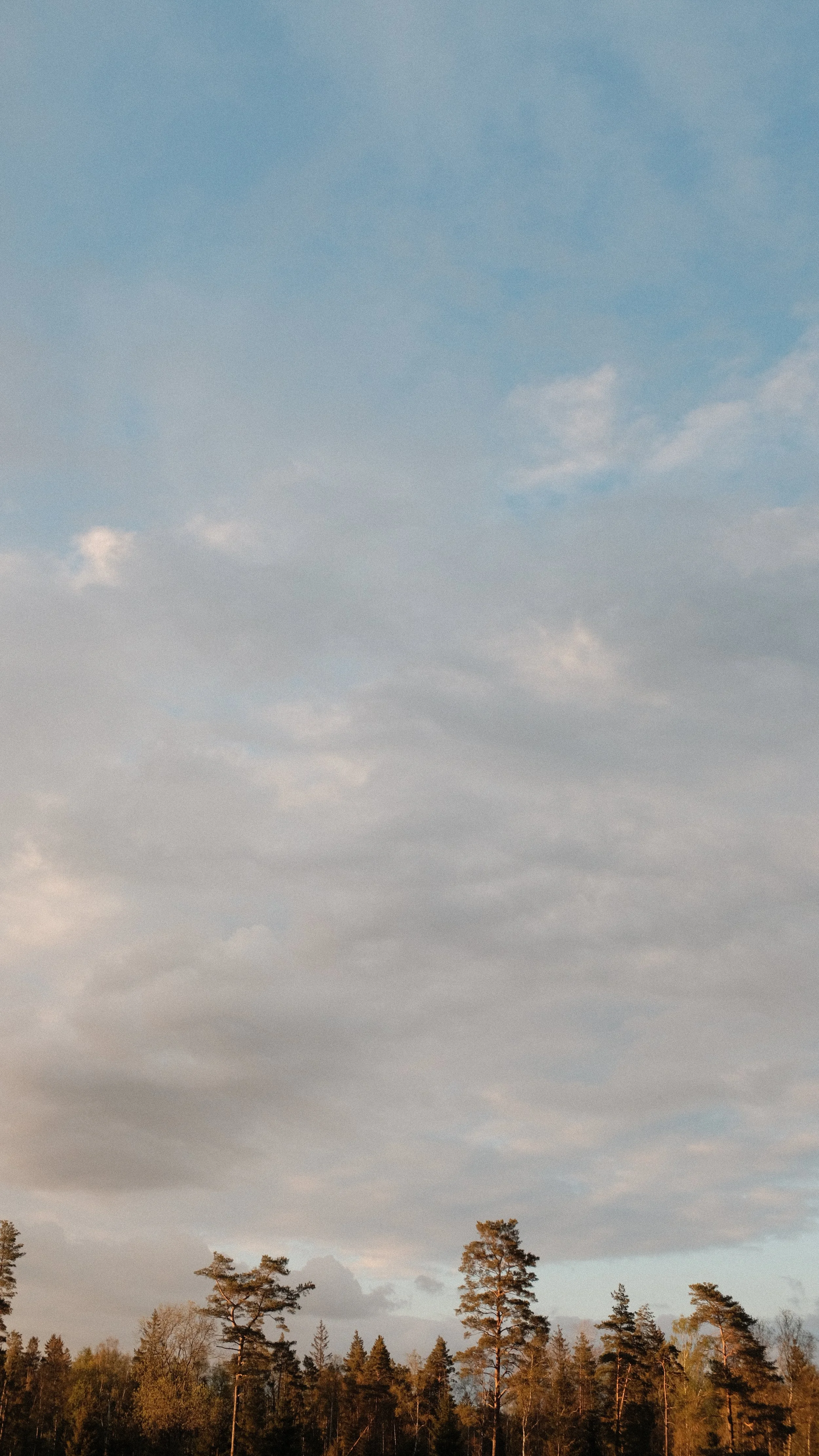  TOMMARYD LANDSKAB NR 1. 2020 FOTO PÅ PAPIR 90X50 CM 