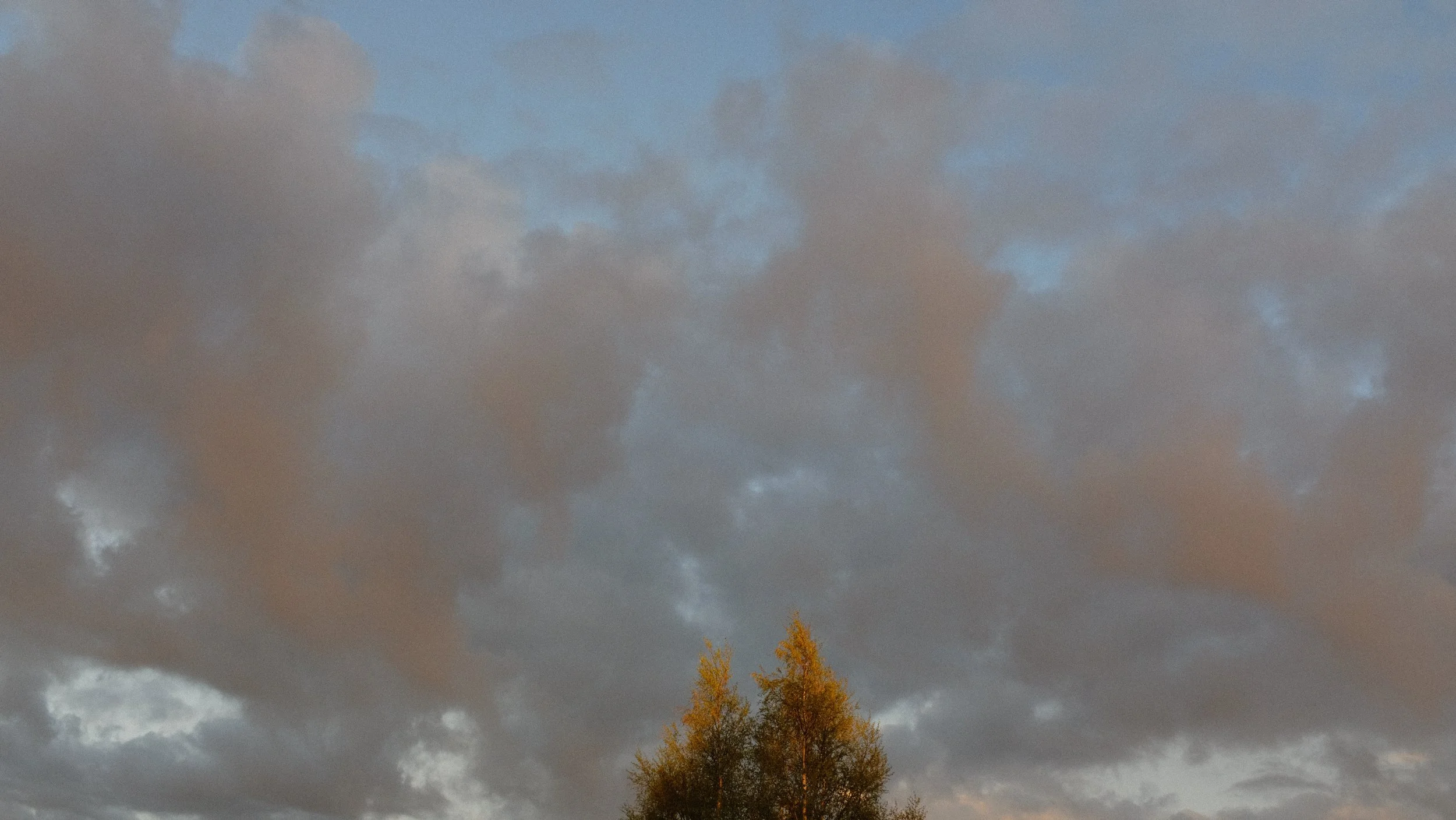  TOMMARYD LANDSKAB NR 4. 2020 FOTO PÅ PAPIR 50X90 CM 