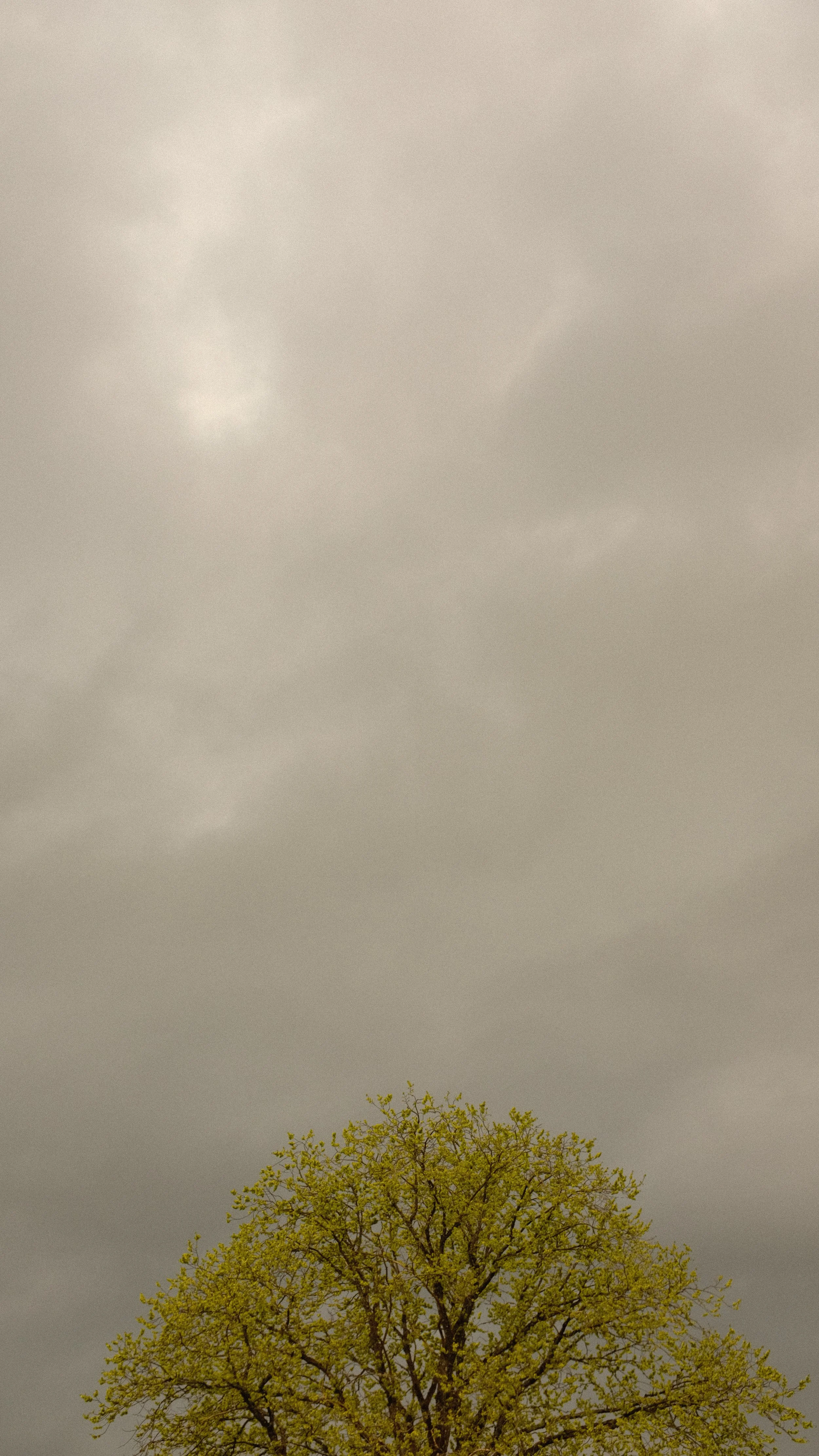  TOMMARYD LANDSKAB NR 2. 2020 FOTO PÅ PAPIR 90X50 CM 