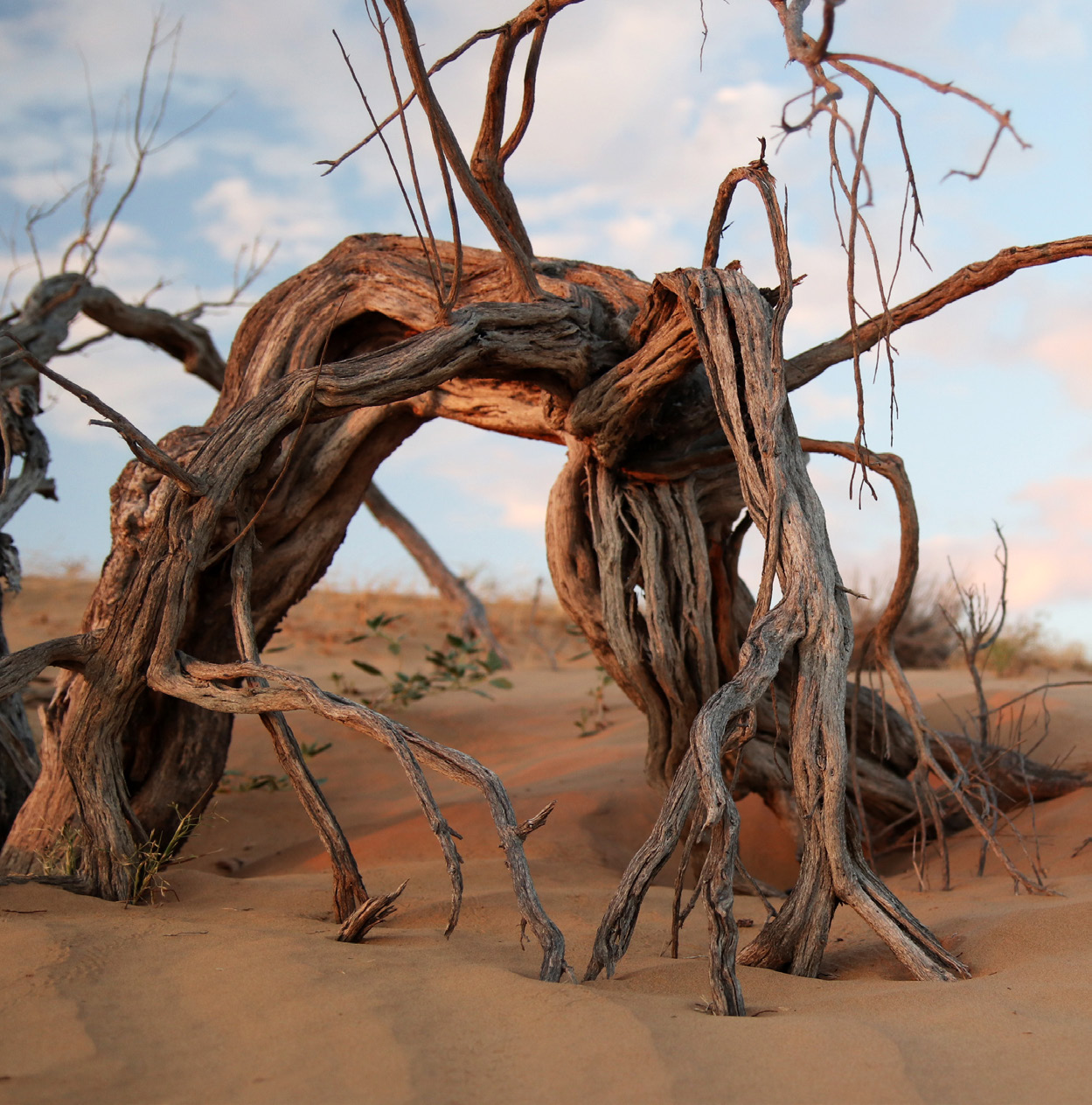 Turan Deserts