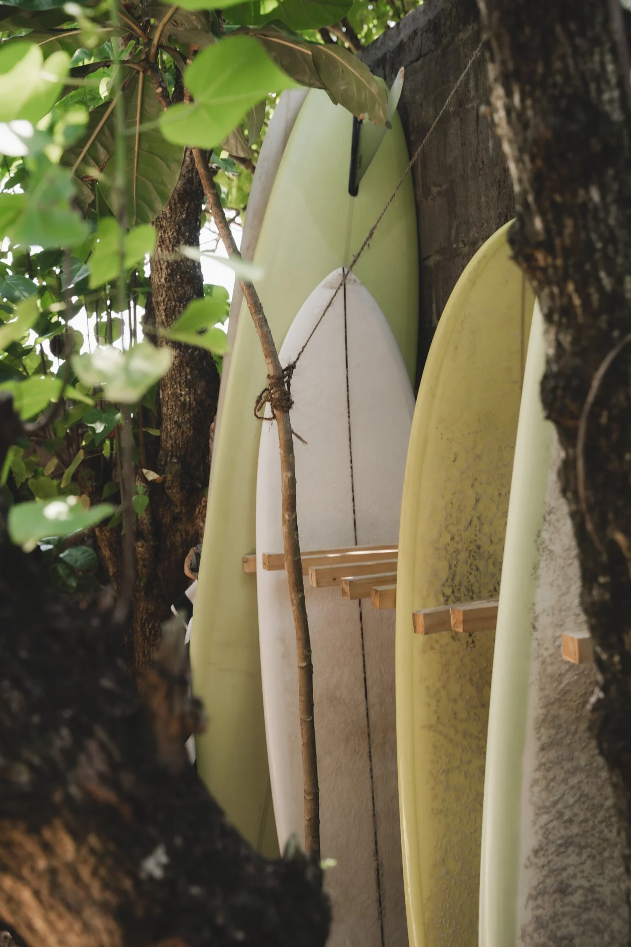 Three surfboards of different colors (white, light green, yellow) leaning against a wall, partially obscured by tree branches and leaves.