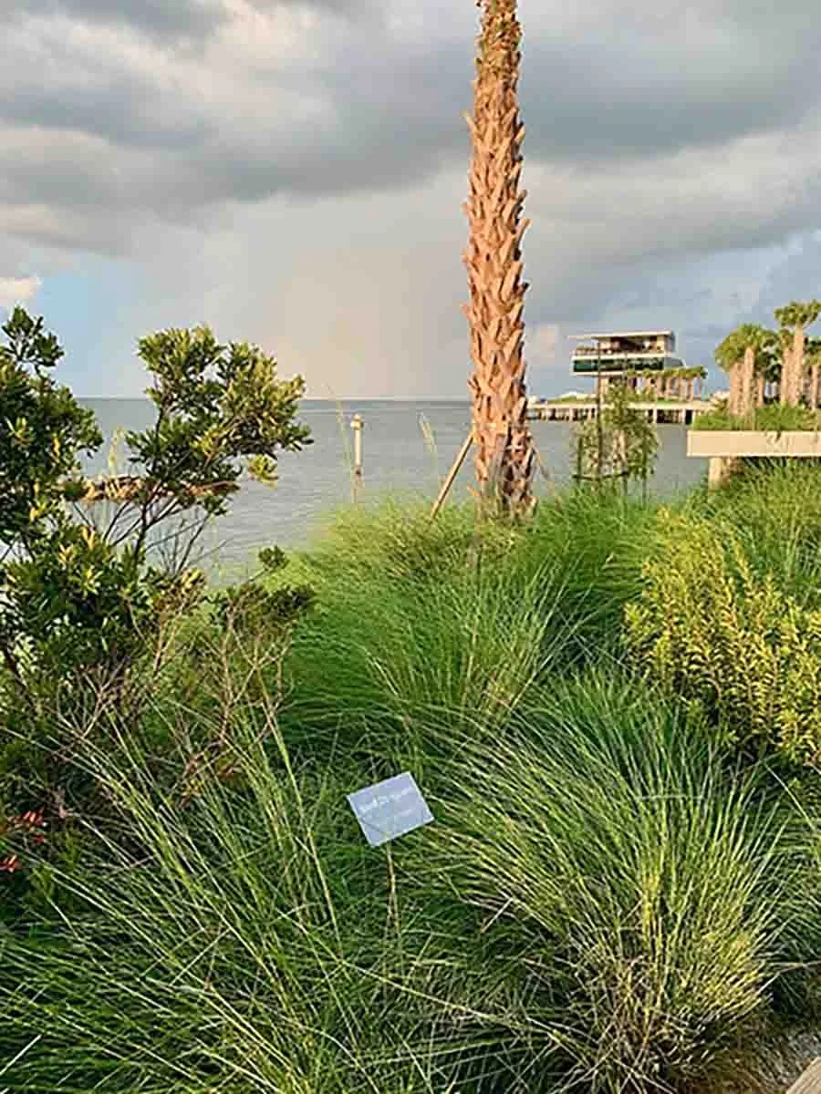 Landscaping around the St. Pete Pier