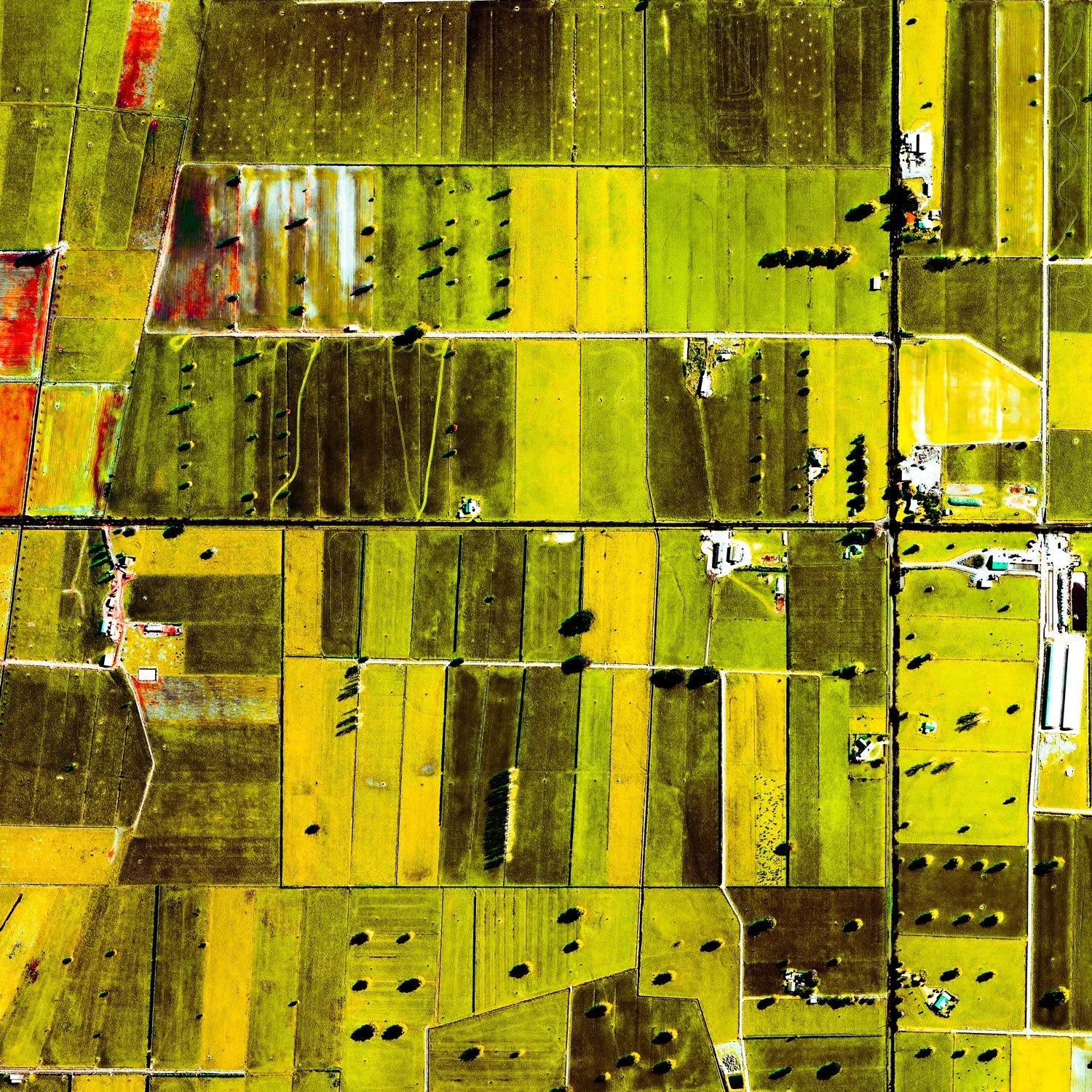 Detail of Ultradistancia Morrinsville by Federico Winer, showing cultivated fields, rural roads, isolated trees, and contrasting yellow-green agricultural plots seen from above.