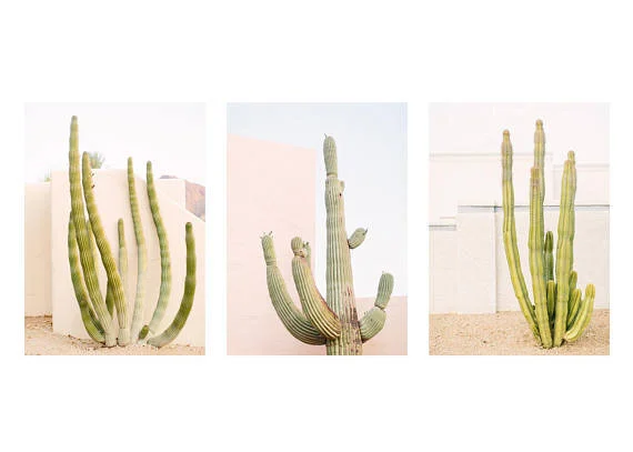 The Curated Collections - NEW PRODUCT OFFERING