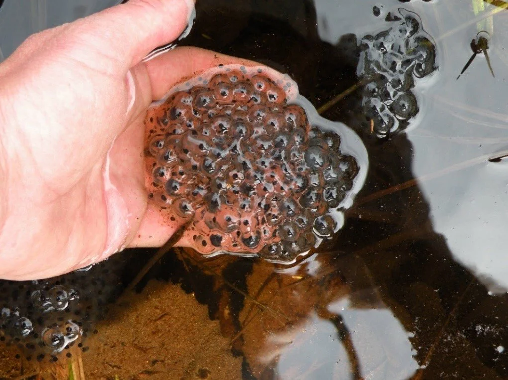 hand with egg mass.jpg