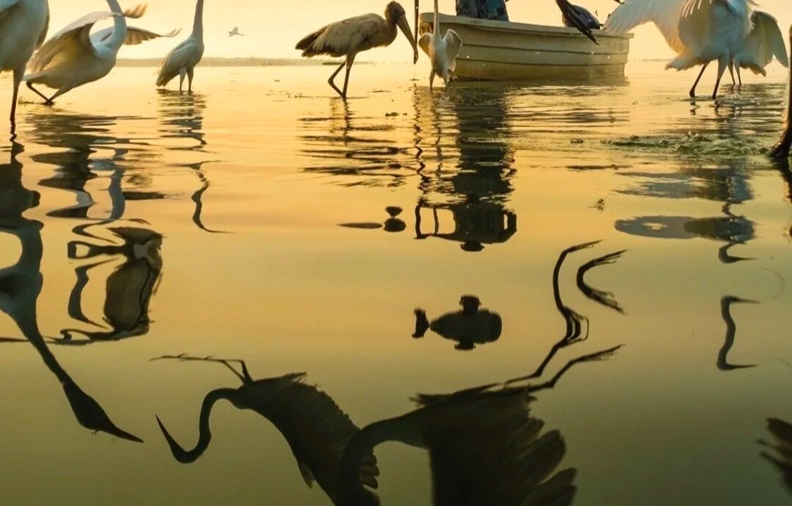 Herons wading in shallow water at sunset, with a boat anchored nearby and reflections of the birds and boat in the water.