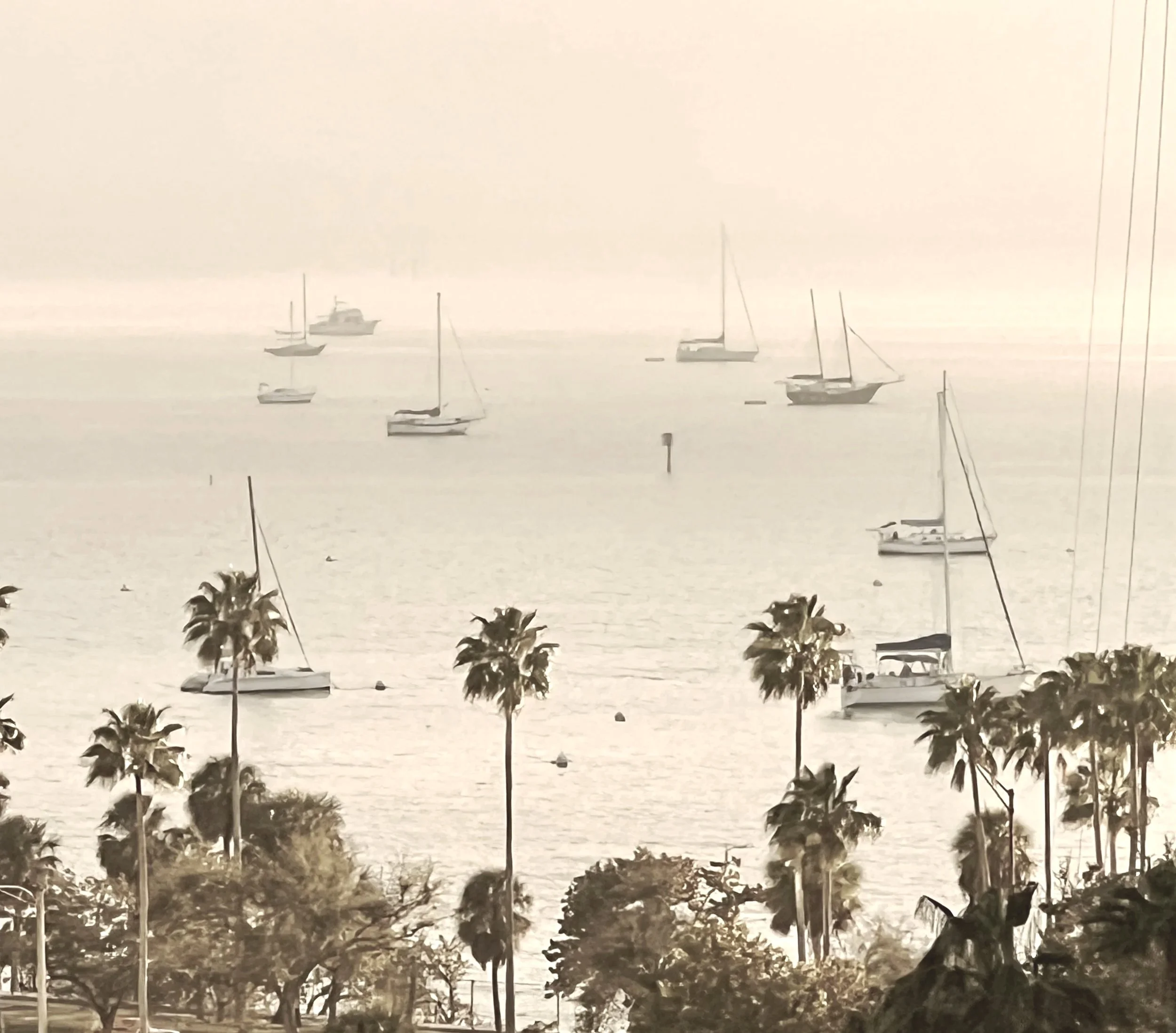 A black and white photo of sailboats on calm water near a shoreline with trees and plants in the foreground.