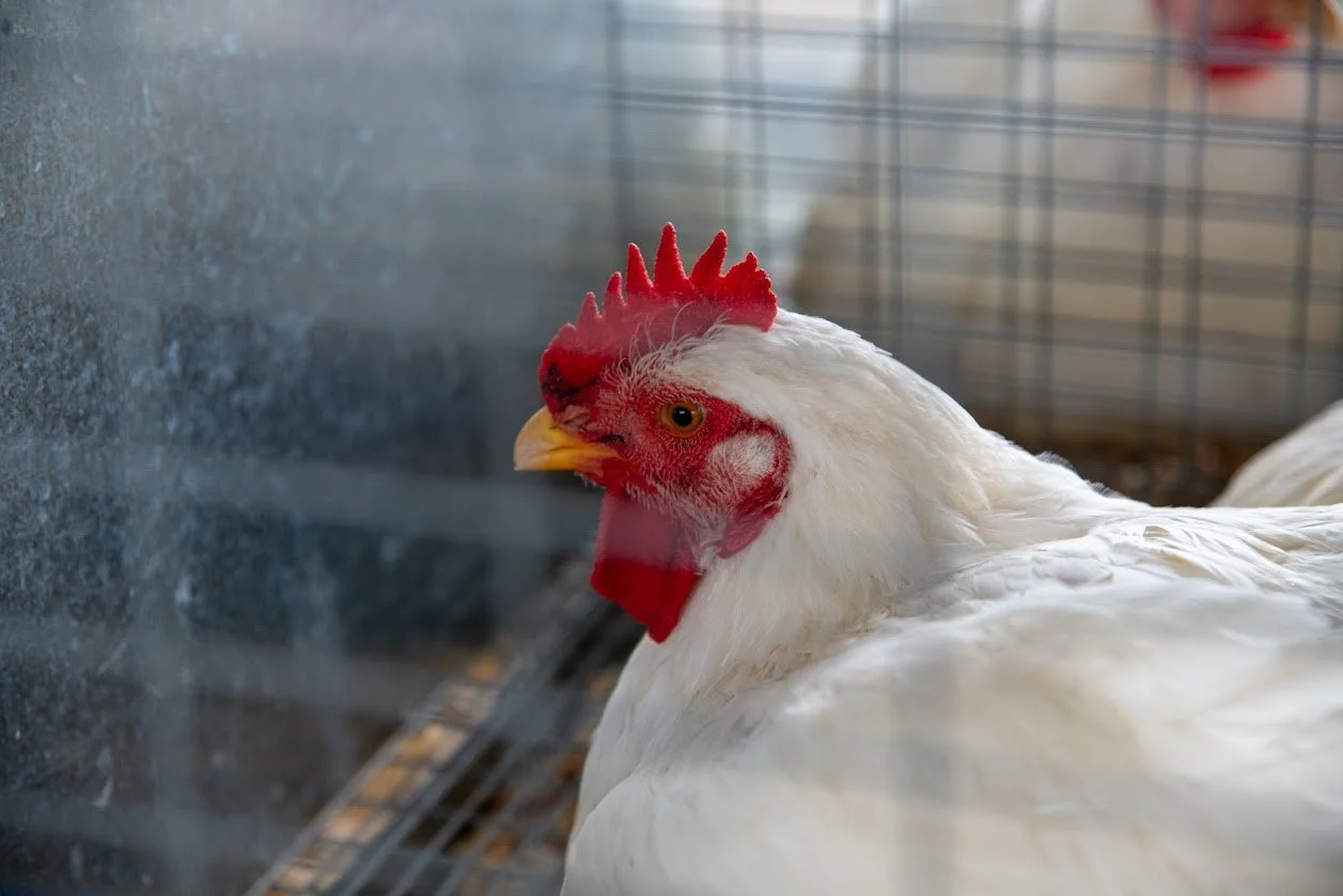 Poultry Show