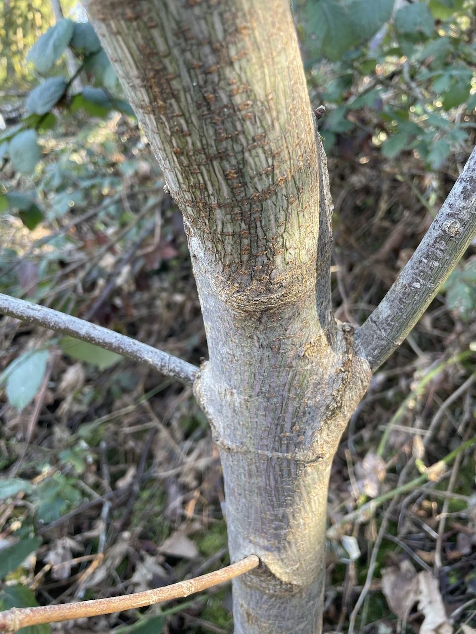 Younger bigleaf maple bark showing greenish hues, before developing furrows.