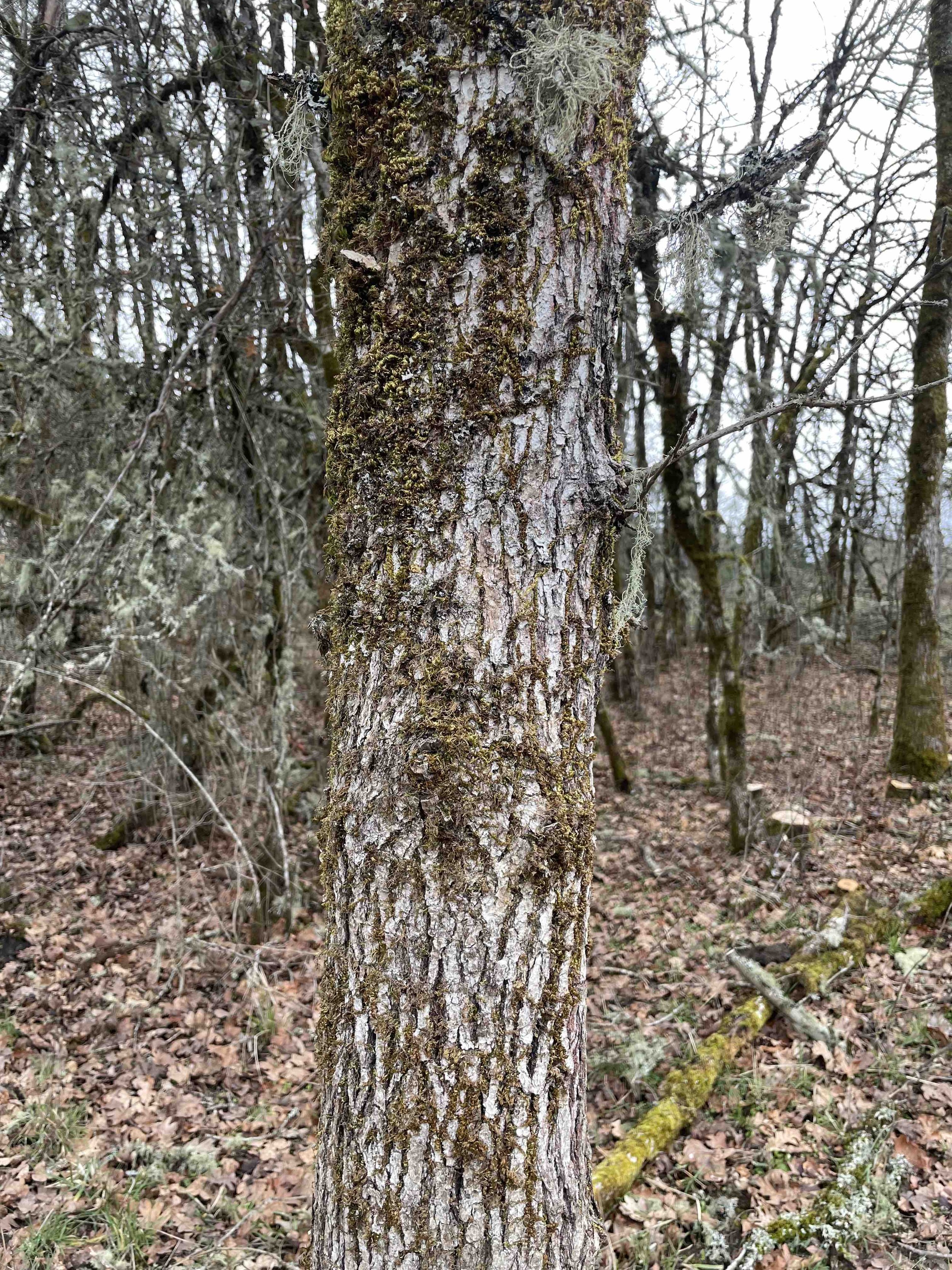 Figure 1. Trees can be notoriously difficult to identify in winter. Based on the bark alone, this garry oak could easily be mistaken for Oregon ash or bigleaf maple.