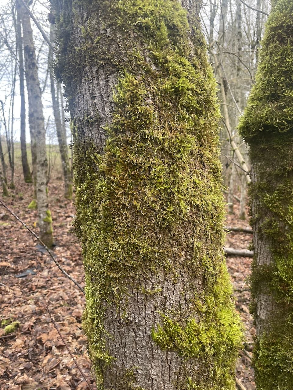 Bigleaf maple bark is most commonly gray with furrows, and is often laden with mosses. Bigleaf maple bark can develop brownish hues as it gets older.