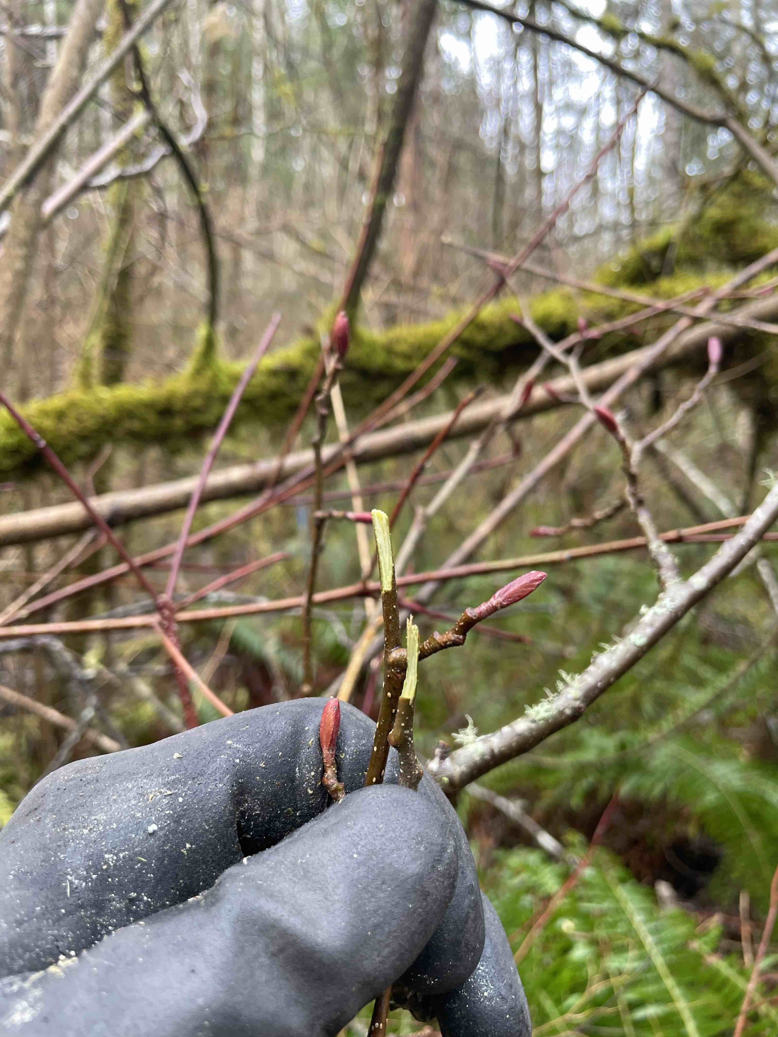 Figure 2. Your timber must be living when it's cut. In winter, it is often difficult to tell if a standing tree might already be dead. If there is any question, break some small twigs on the tree to look for green color under the bark and for buds th