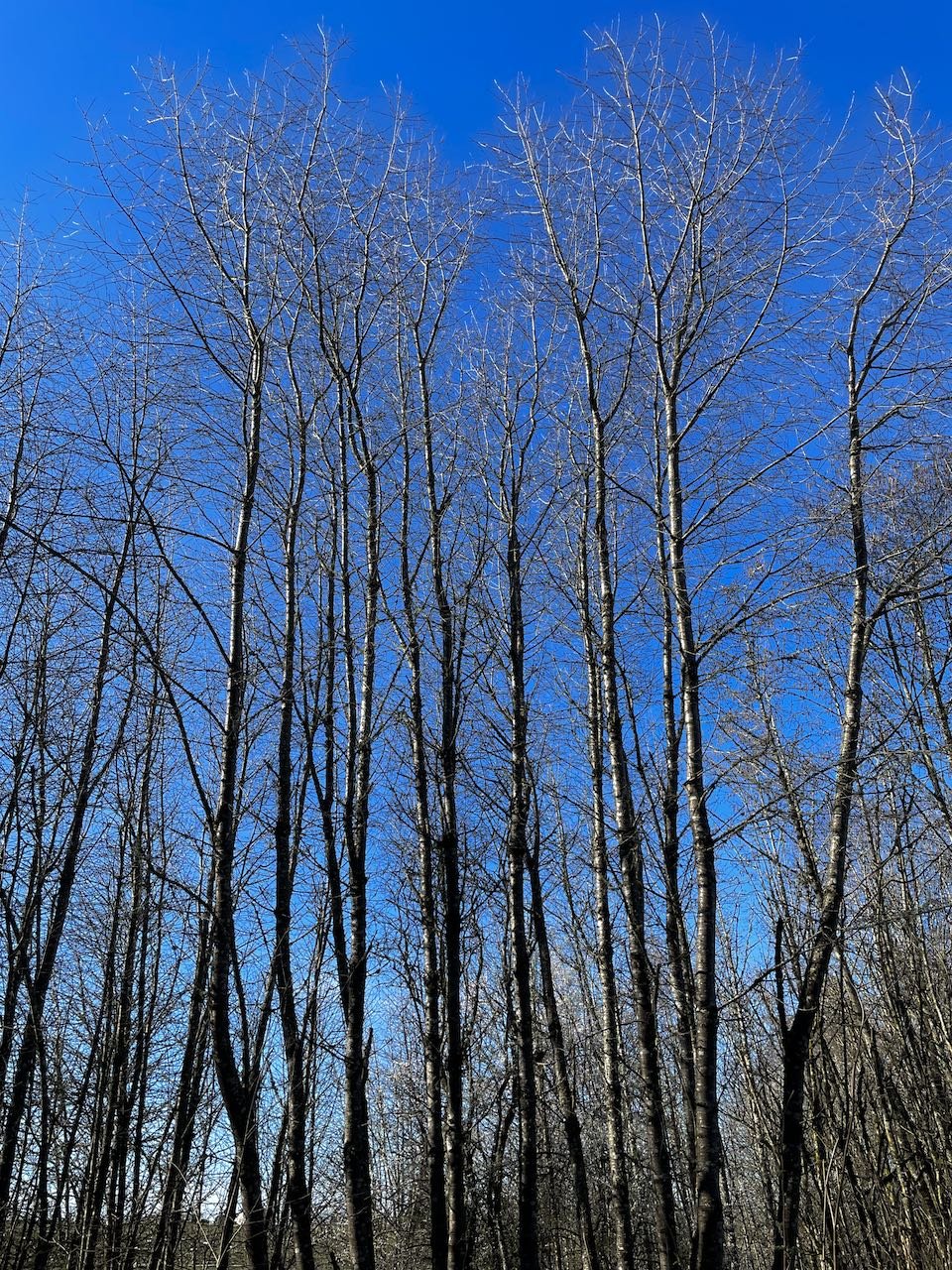 Sweet cherry can grow in clusters within mixed stands, but tends to not dominate as much as alder. From a distance the growth resembles alder with straight trunks and long thin branches, but sweet cherry is more likely to develop larger diameter bran