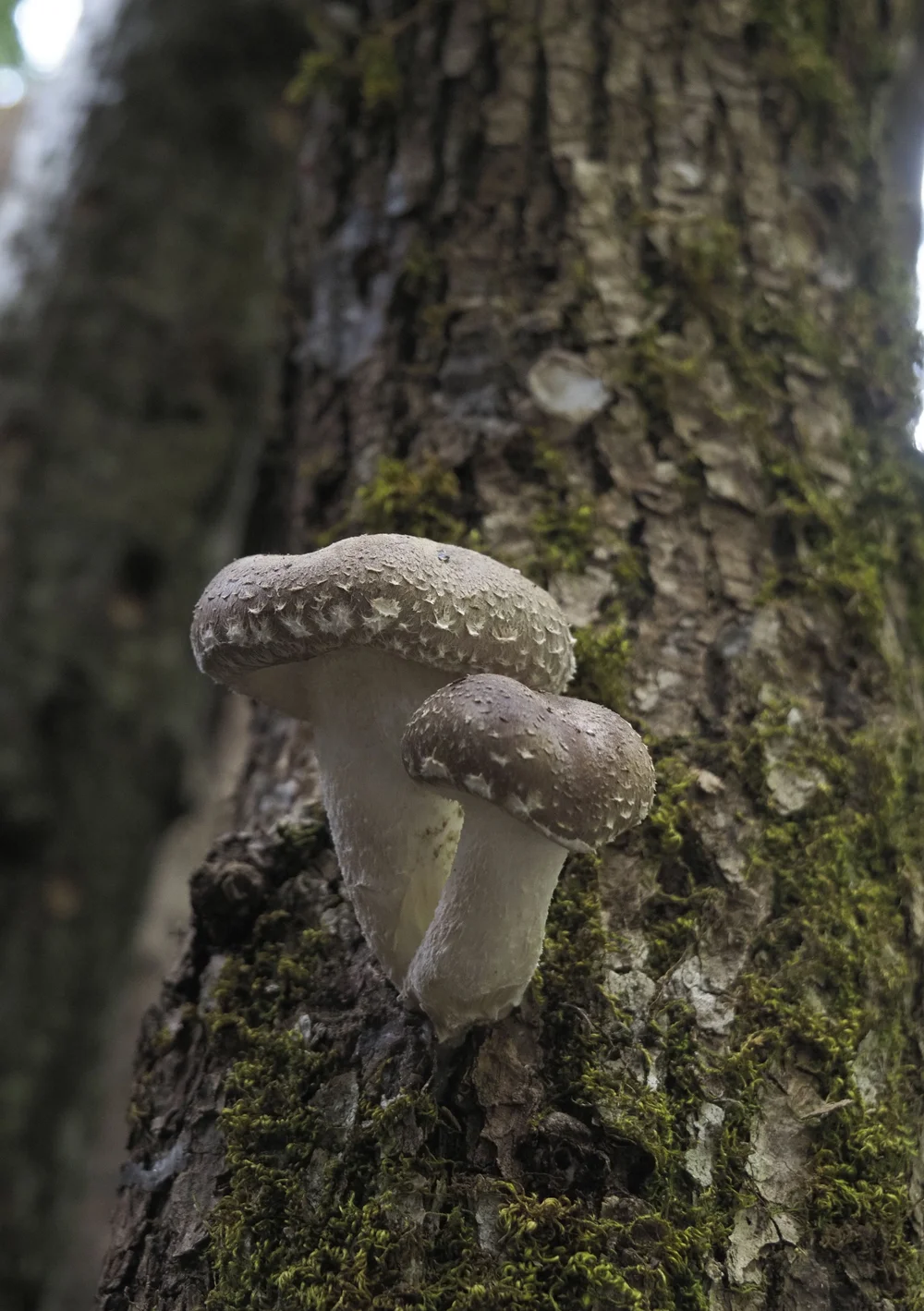 Shintake Forest-cultivated mushrooms — Pacific Northwest Forest-Cultivated ...