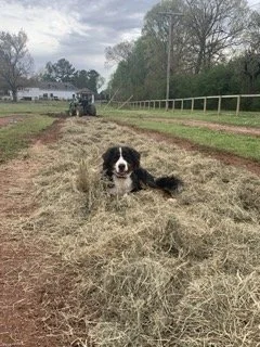 Millie.jpeg