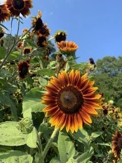IMG_7027 Small.jpeg