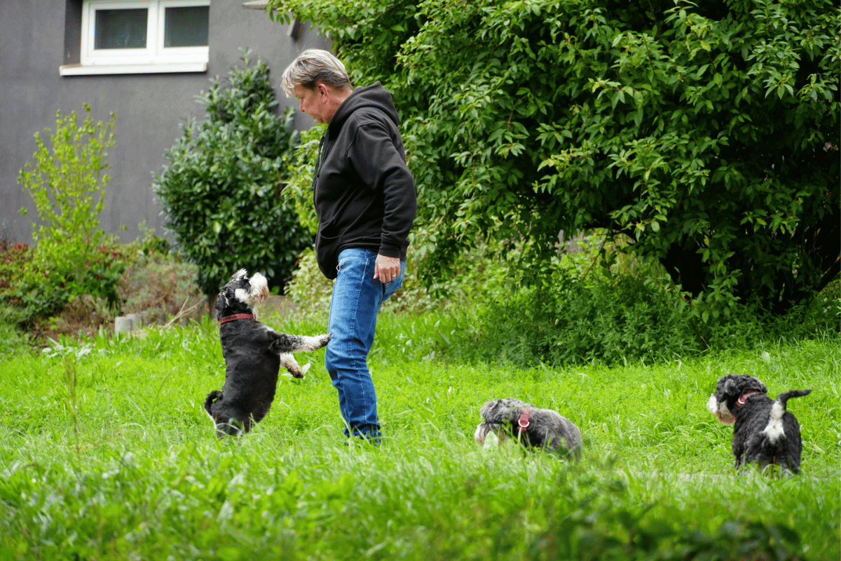 Walking in Prague: Parks, Streets and Off‑Leash Zones