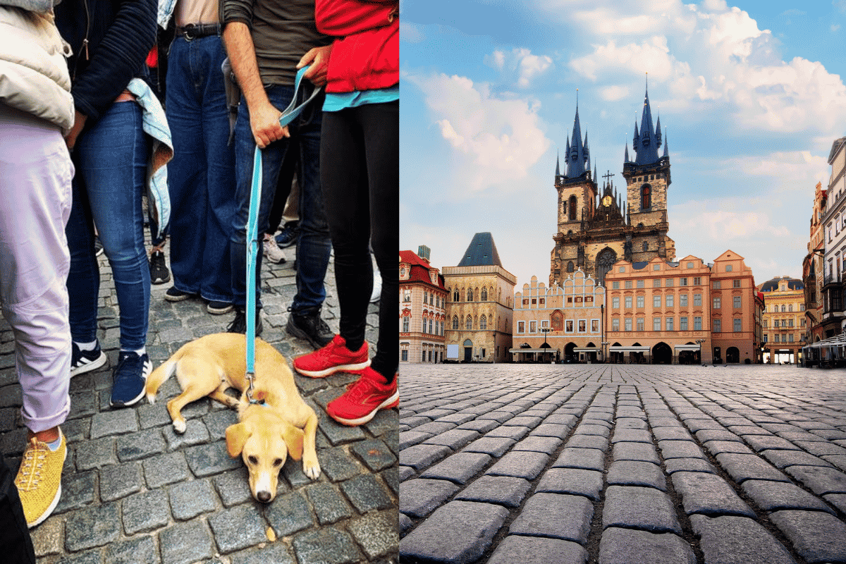 Prague Cobblestones and Summer Heat - traveling with a dog