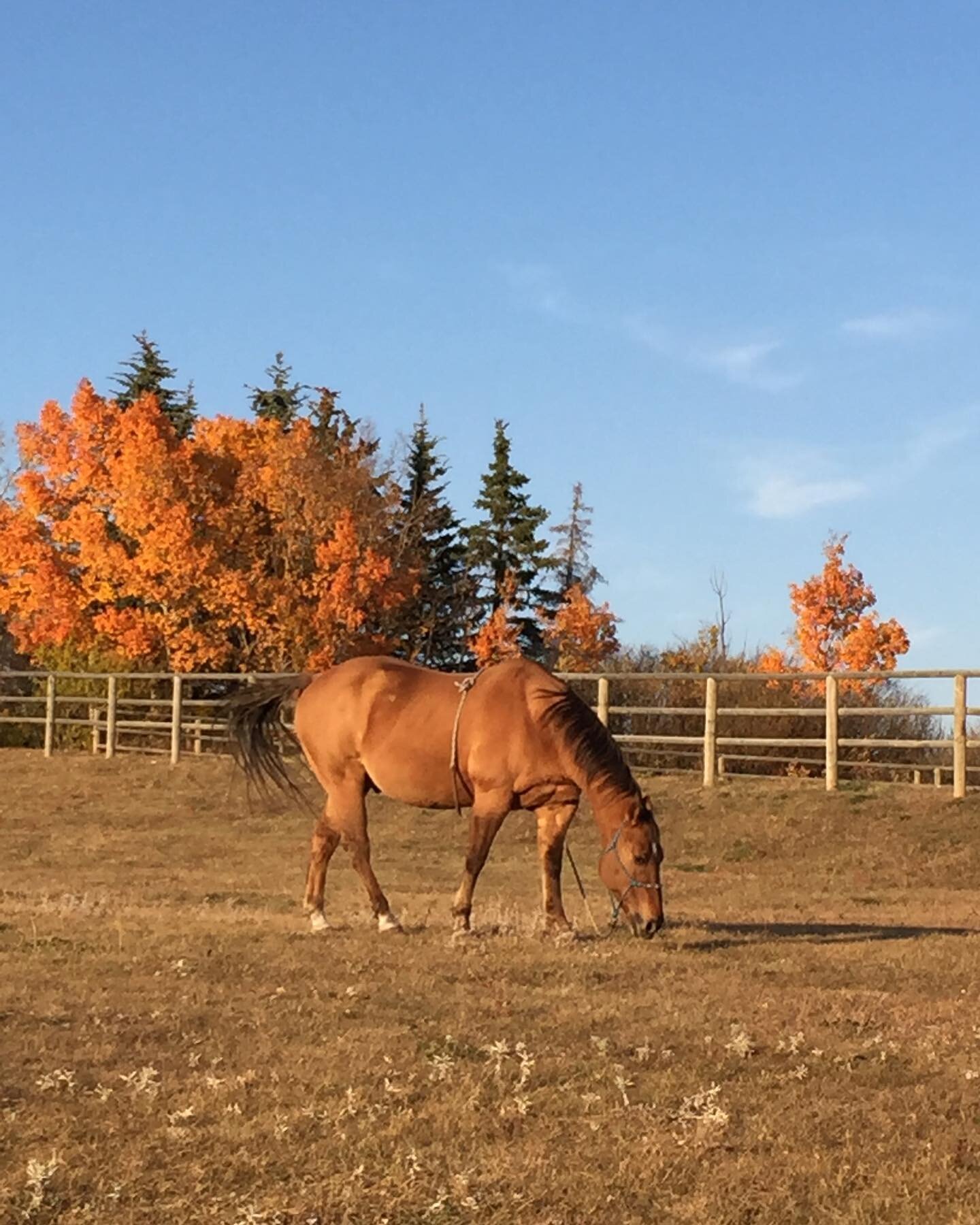 Enjoying the last few days of warm autumn weather and the last bites of grass.