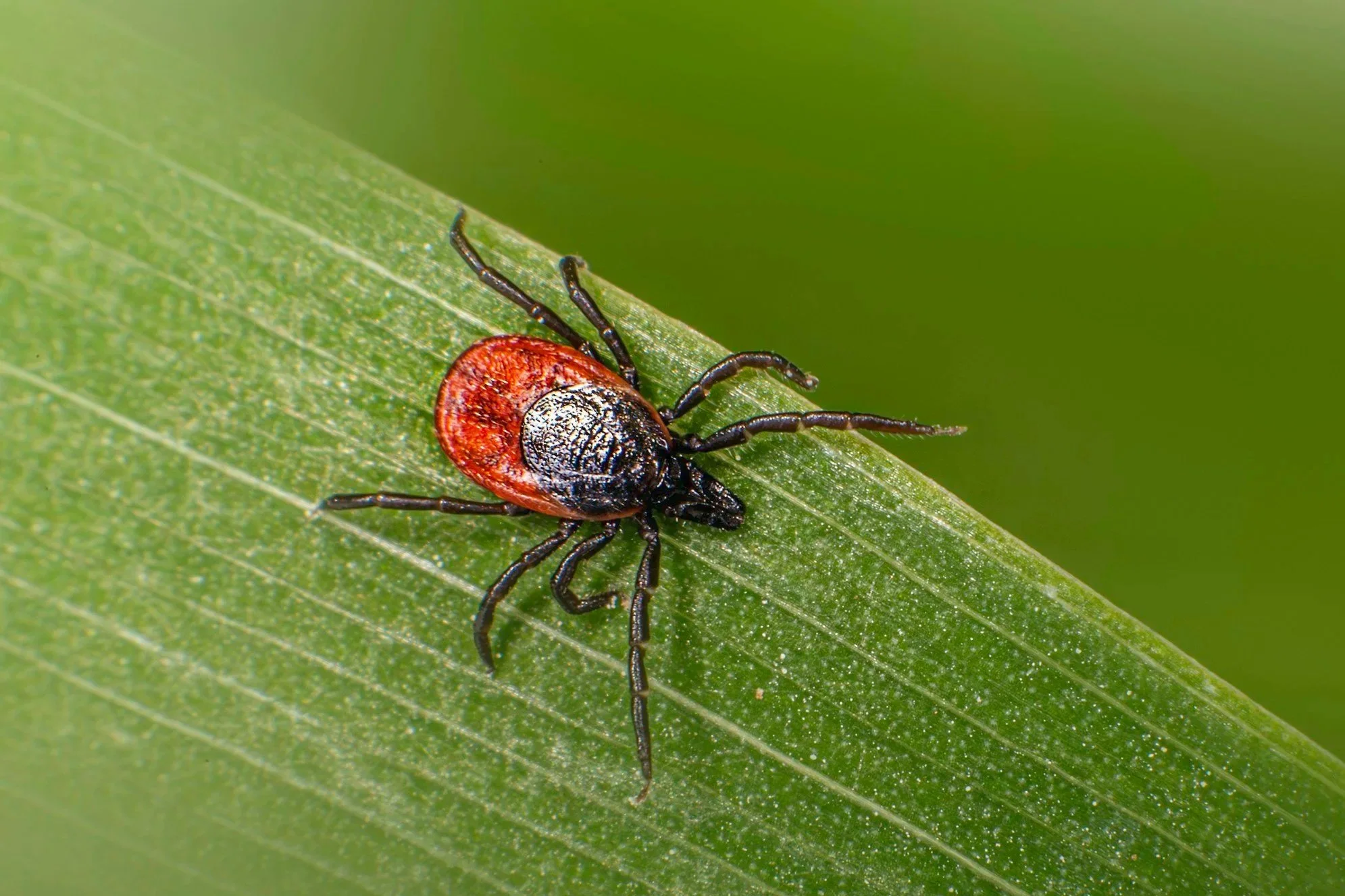 Can Lyme Disease Cause Infertility? What Women Should Know